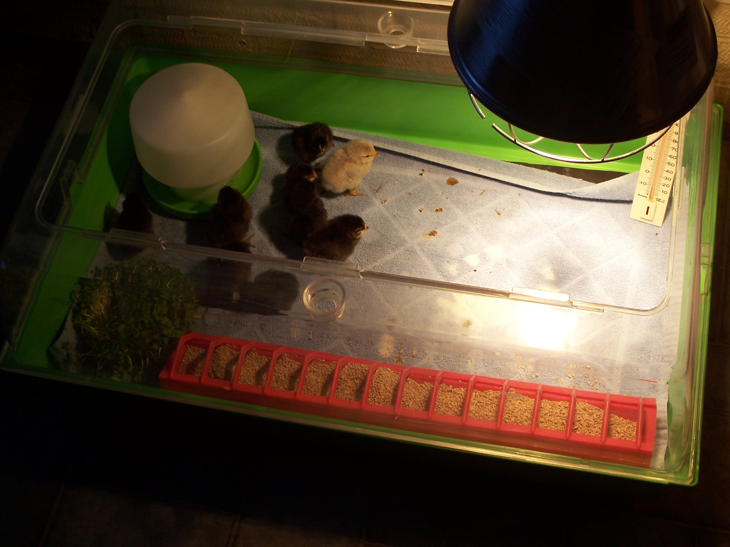 some in brooder