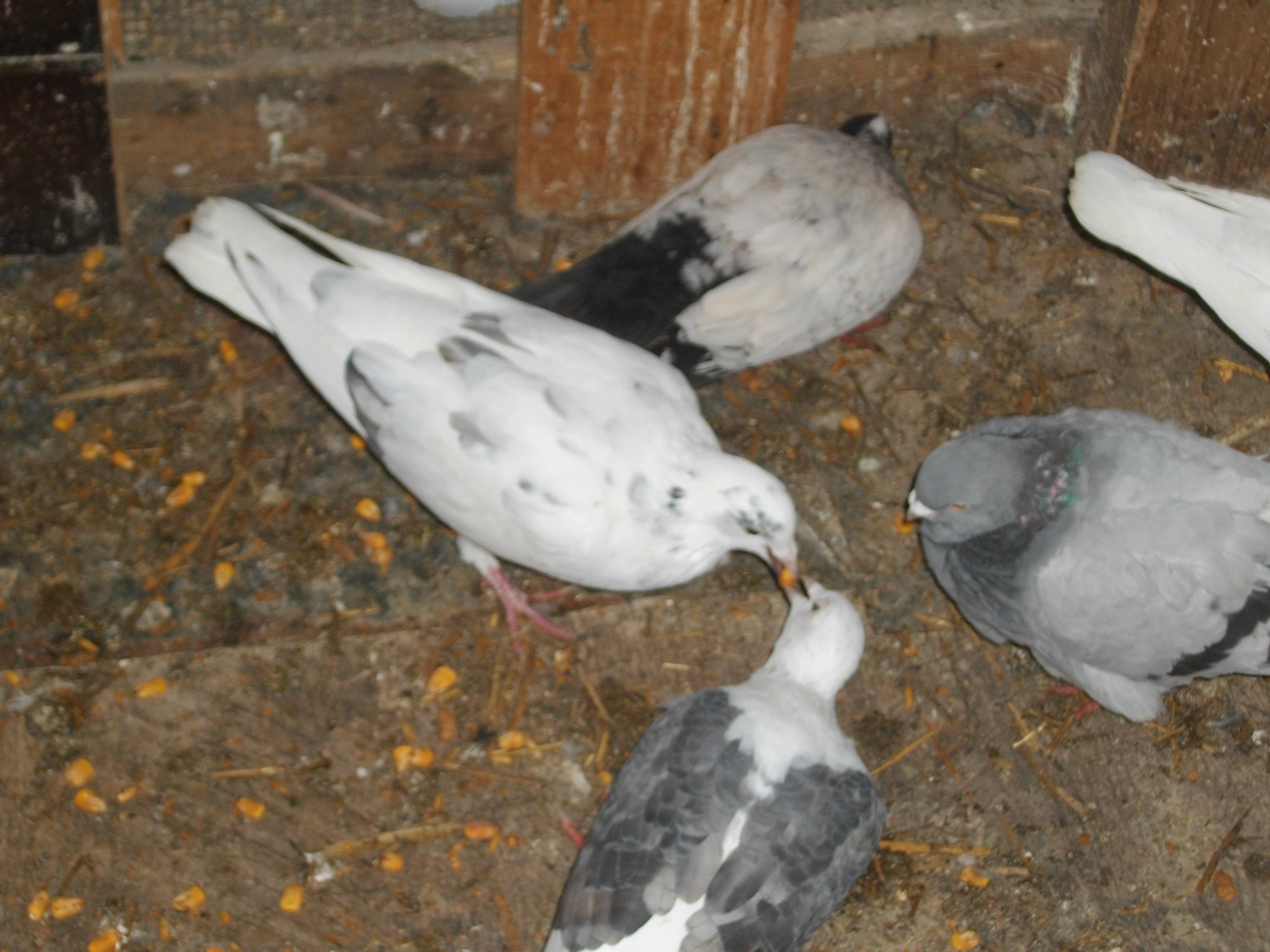 some more  of my pigeons