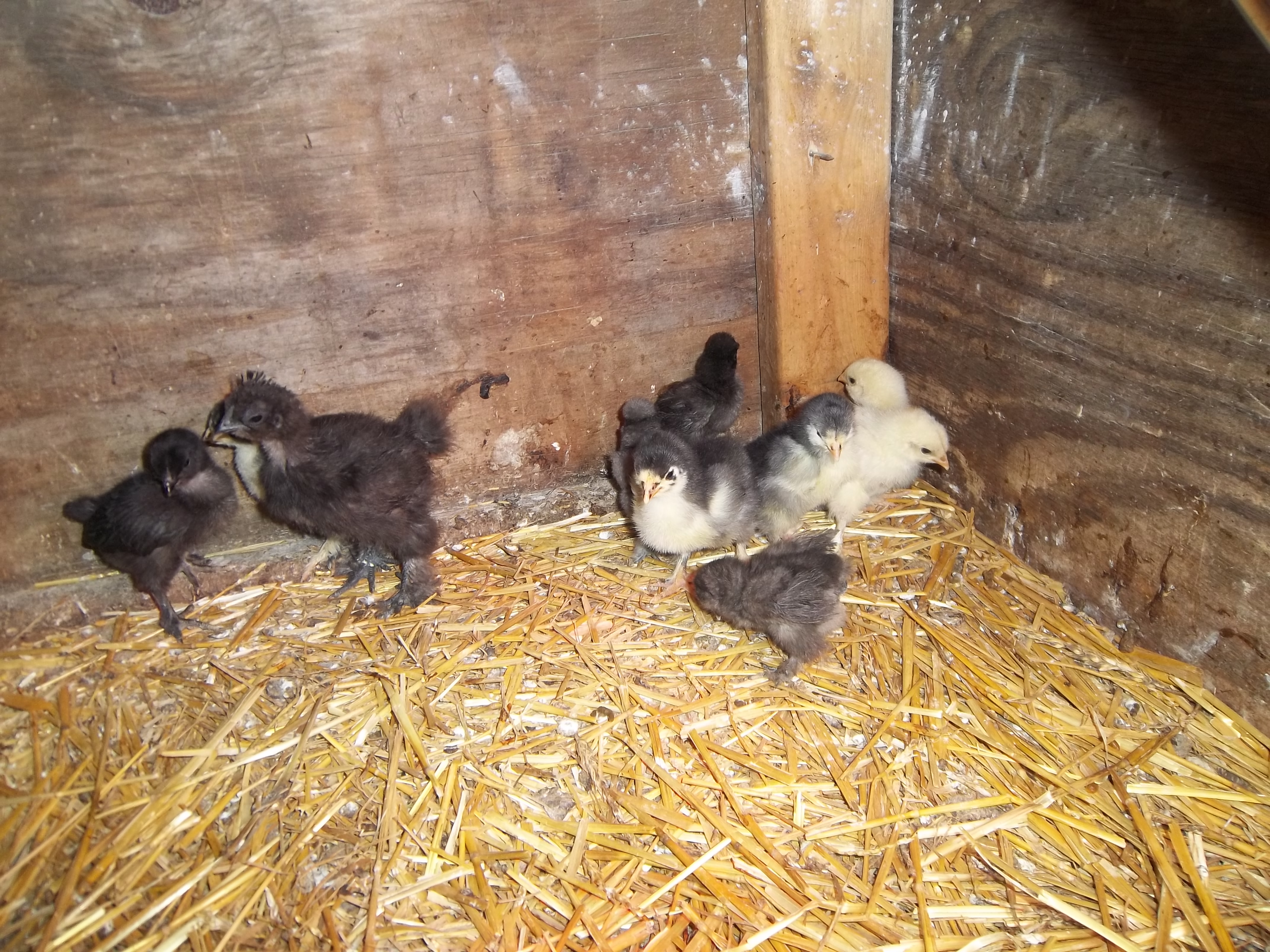 some my silkie babies with my LF cochins