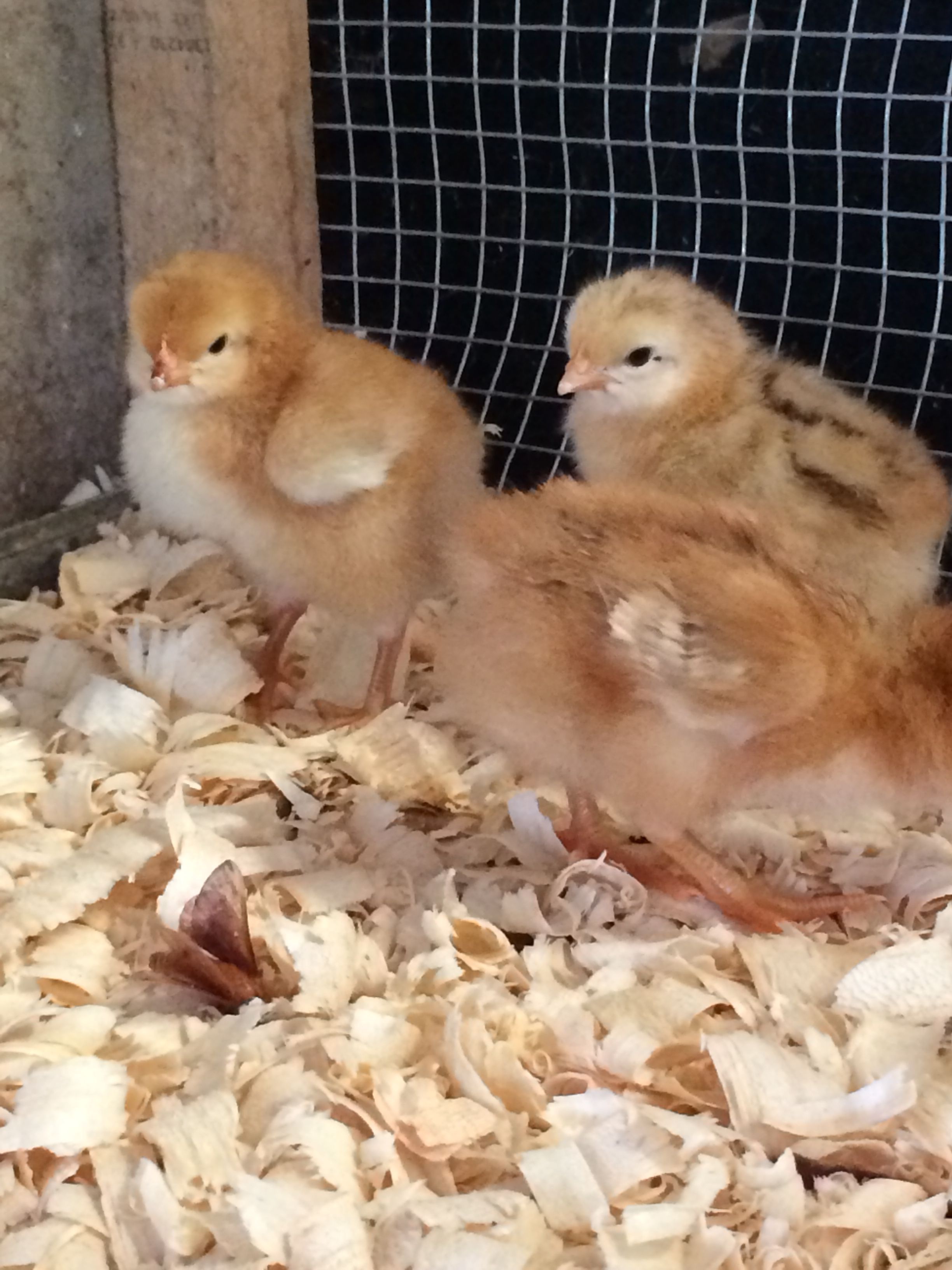 Some new summer babies