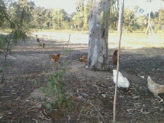 Some of  flock in the back paddock