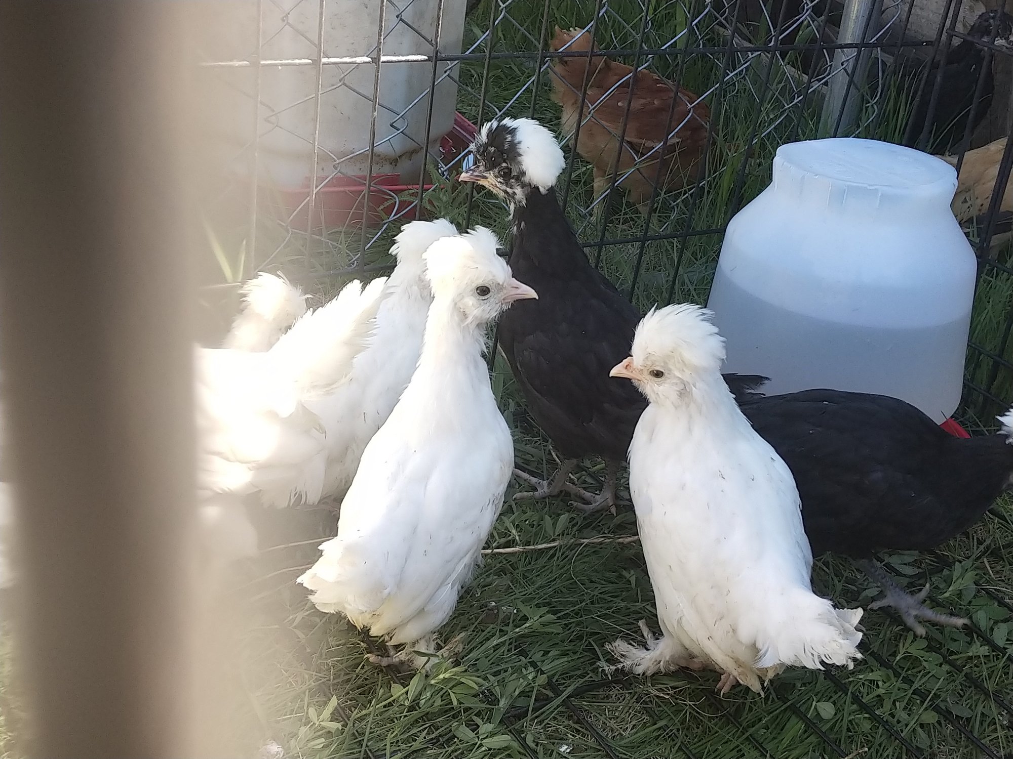 Some Of Many Sultans, Bantam And Standard