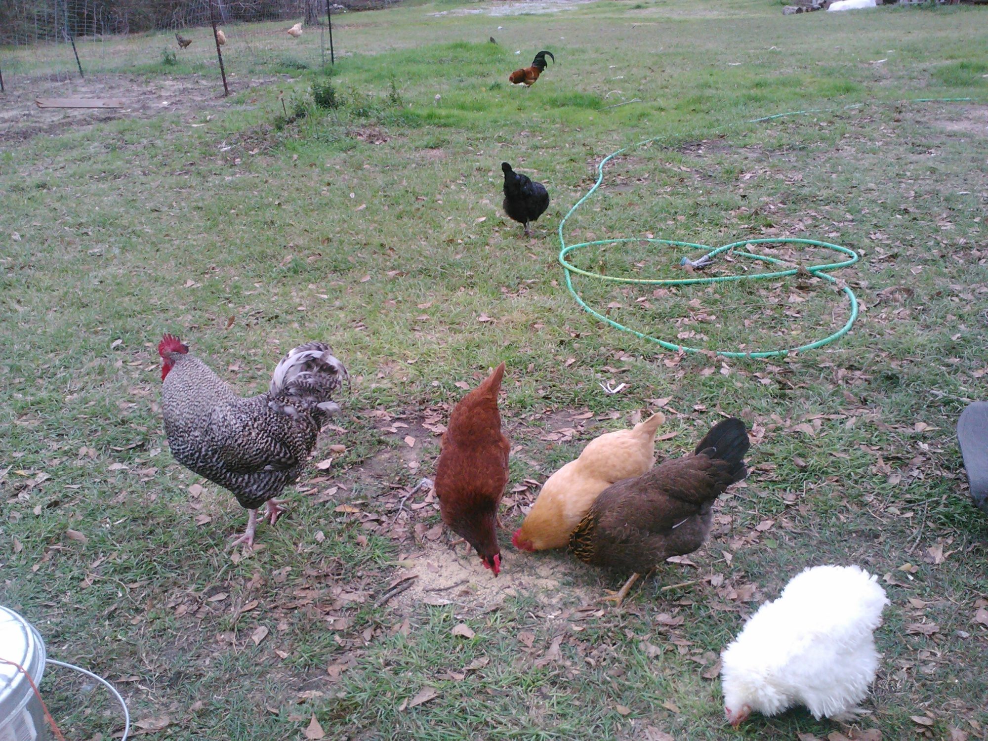 Some of my chickens and my big rooster free ranging....