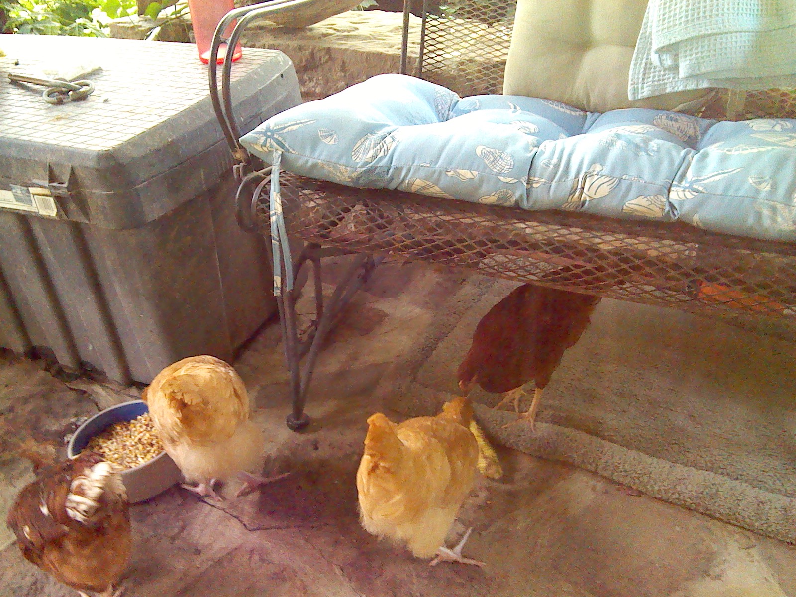 some of my chicken's