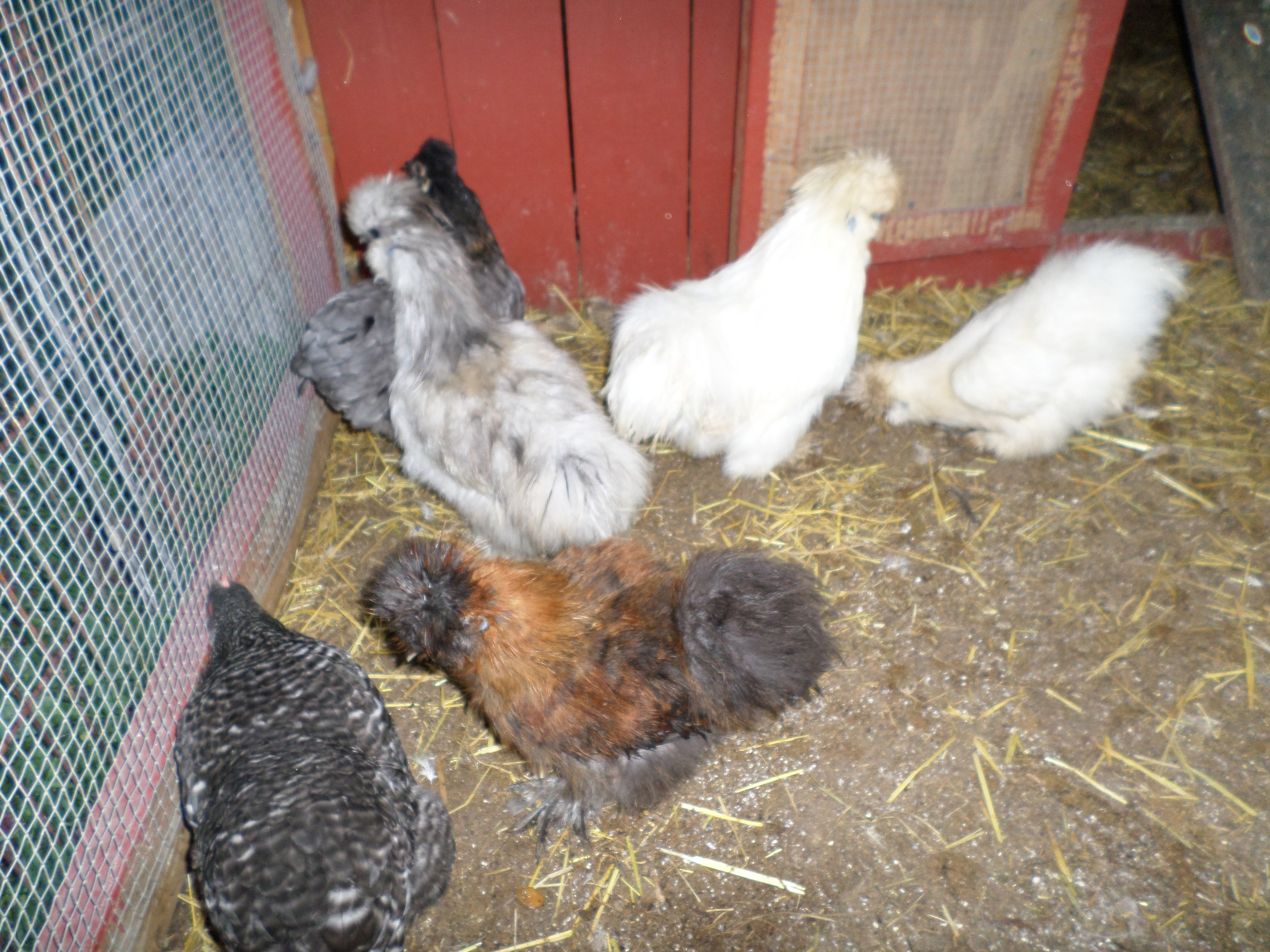 Some of my chickens