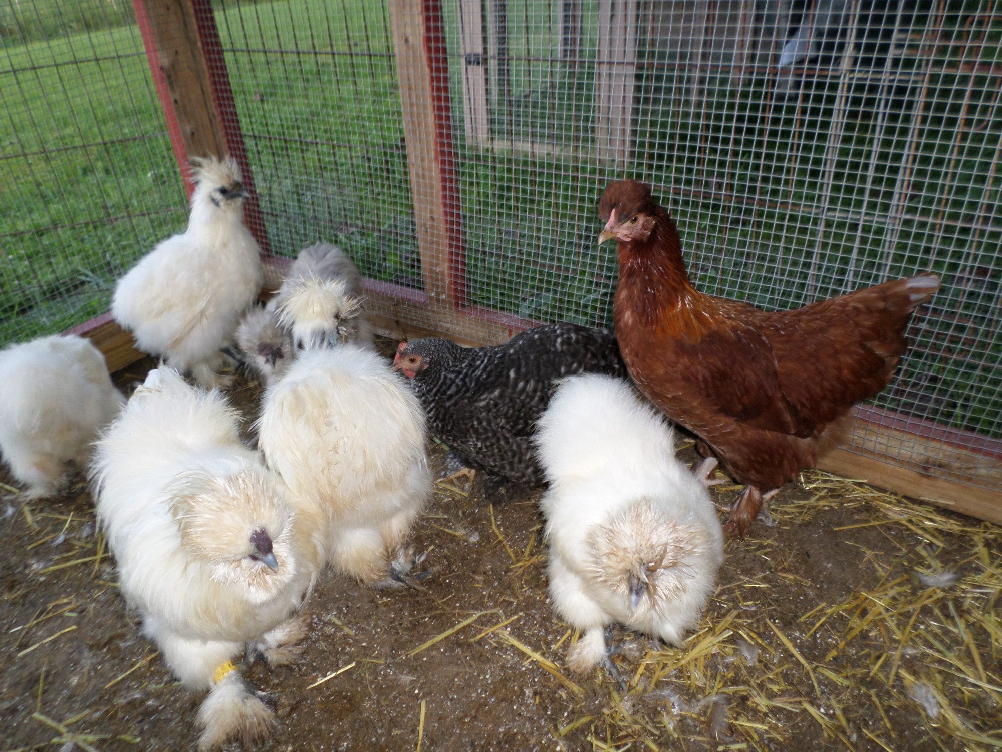 Some of my chickens