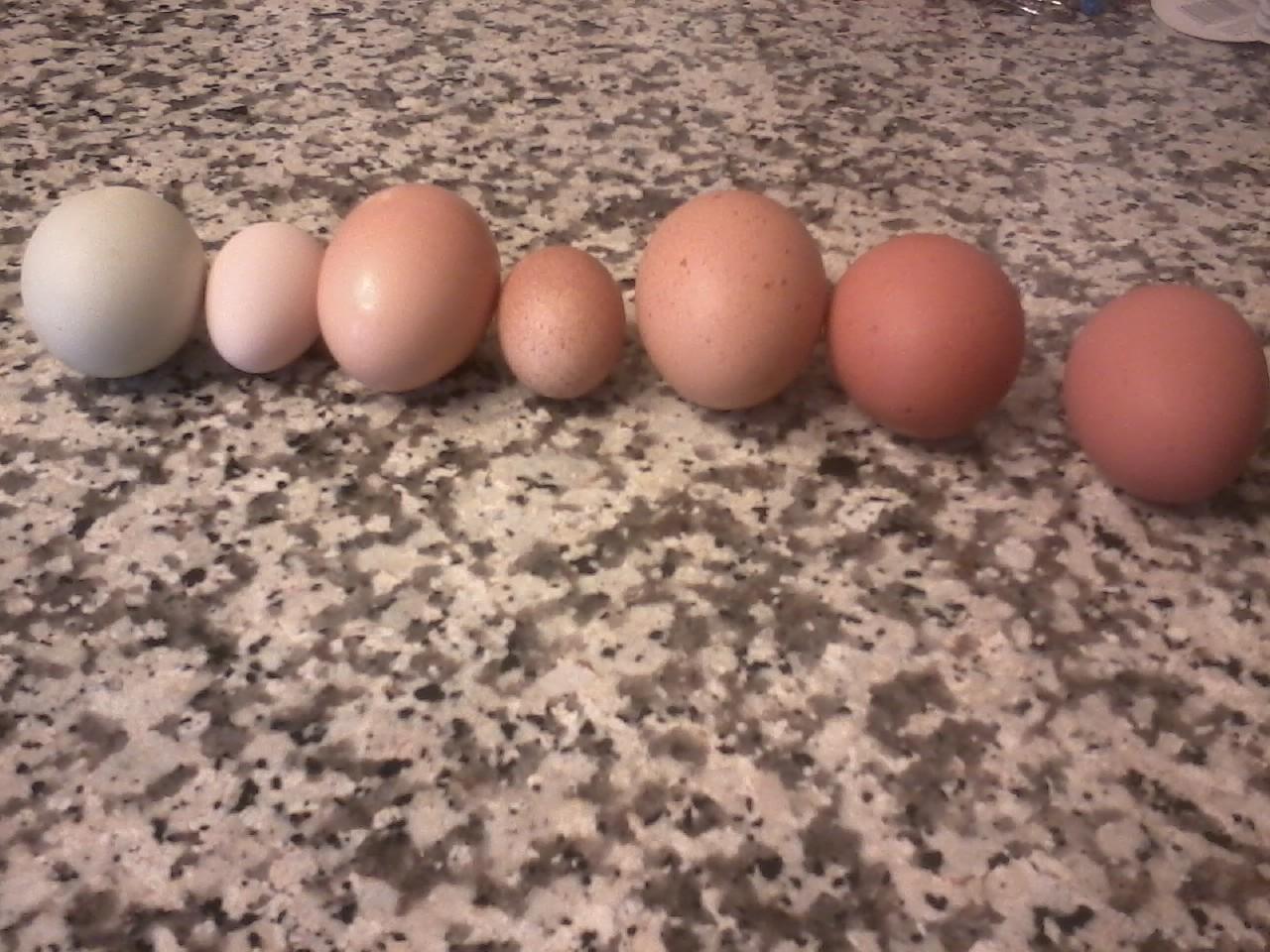 Some of my different eggs. 11-2012