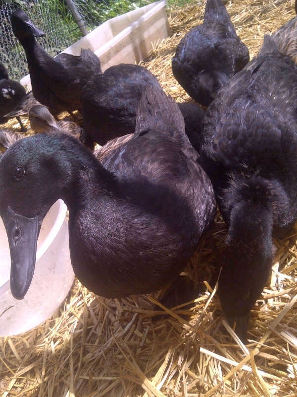 Some of my ducklings which are up for sale