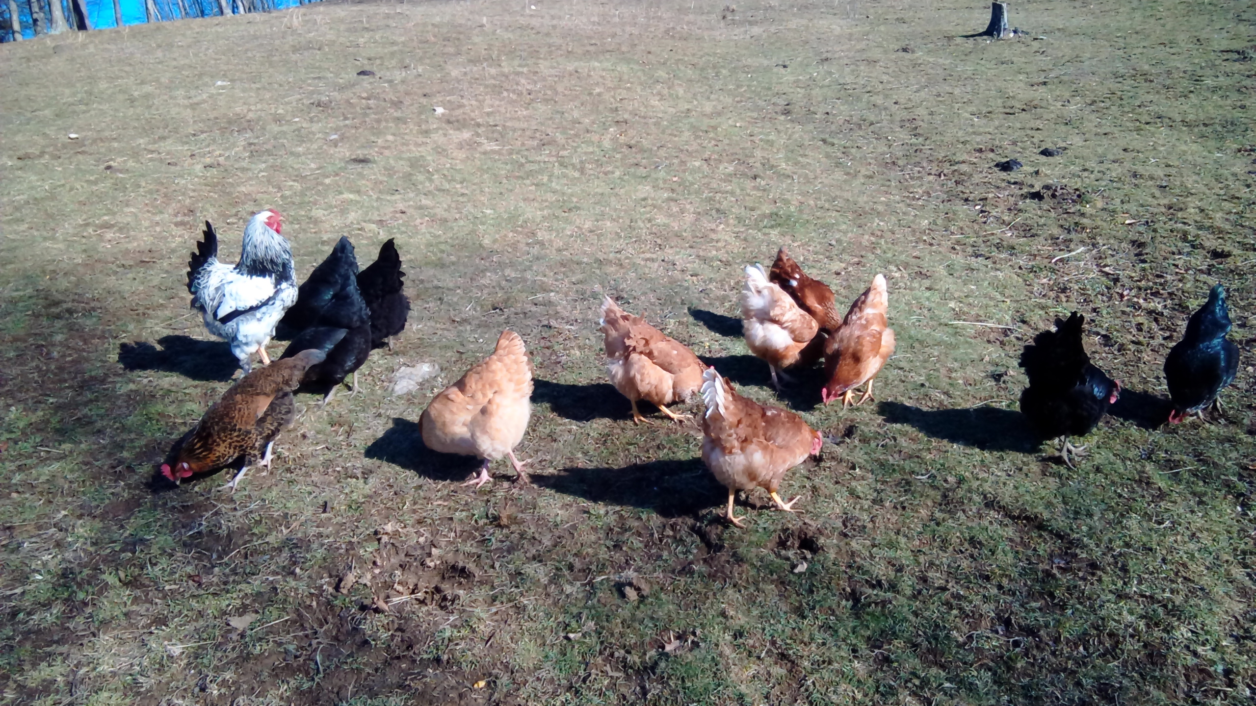 Some of my hens and a light Brahma rooster.