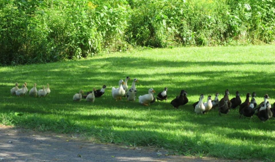 *
some of my many ducks. This is a pic from earlier in the summer. They had their particular order and groups to stick with. Now they all pretty much mingle.