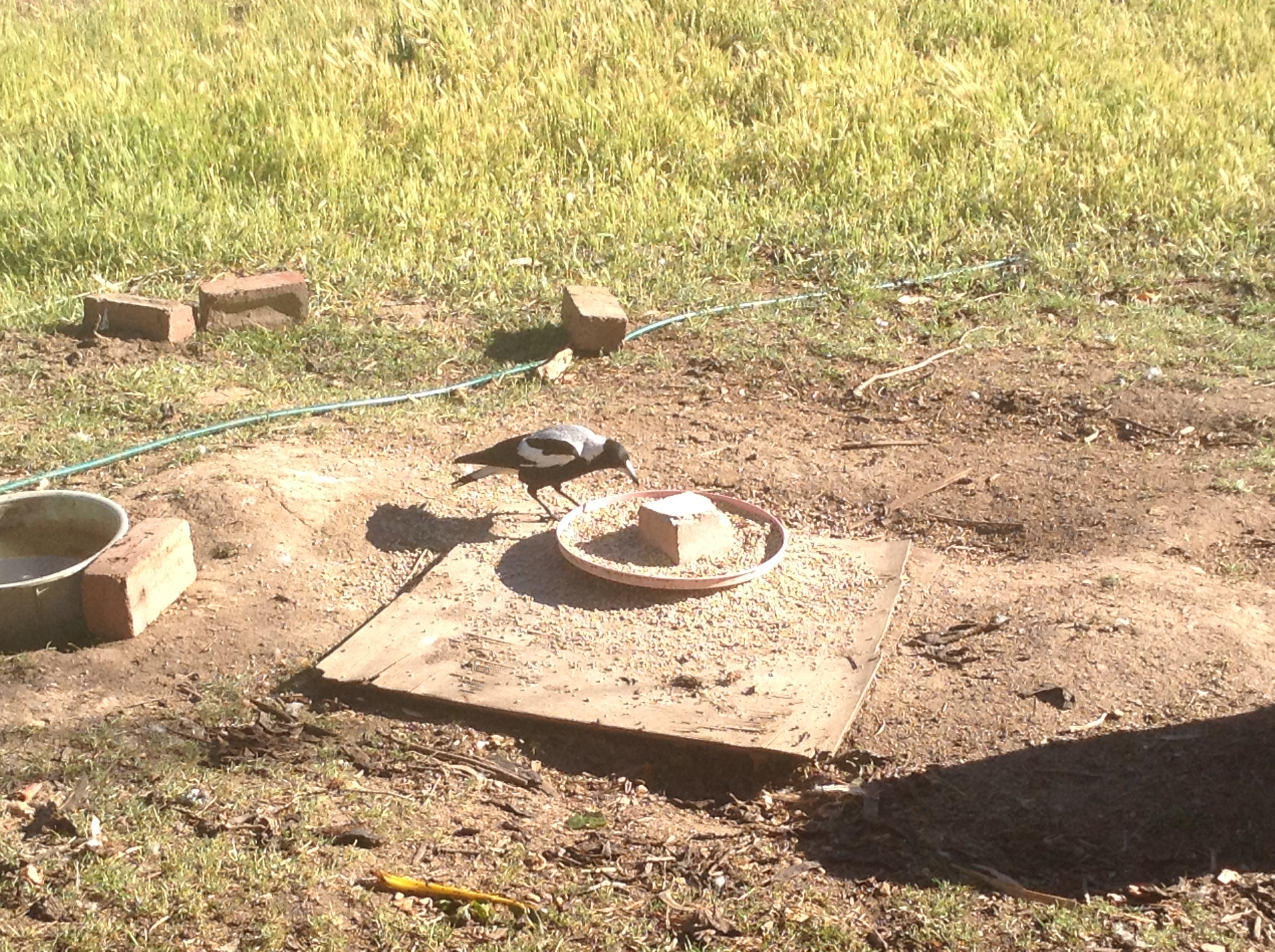 Some of my native wildlife!