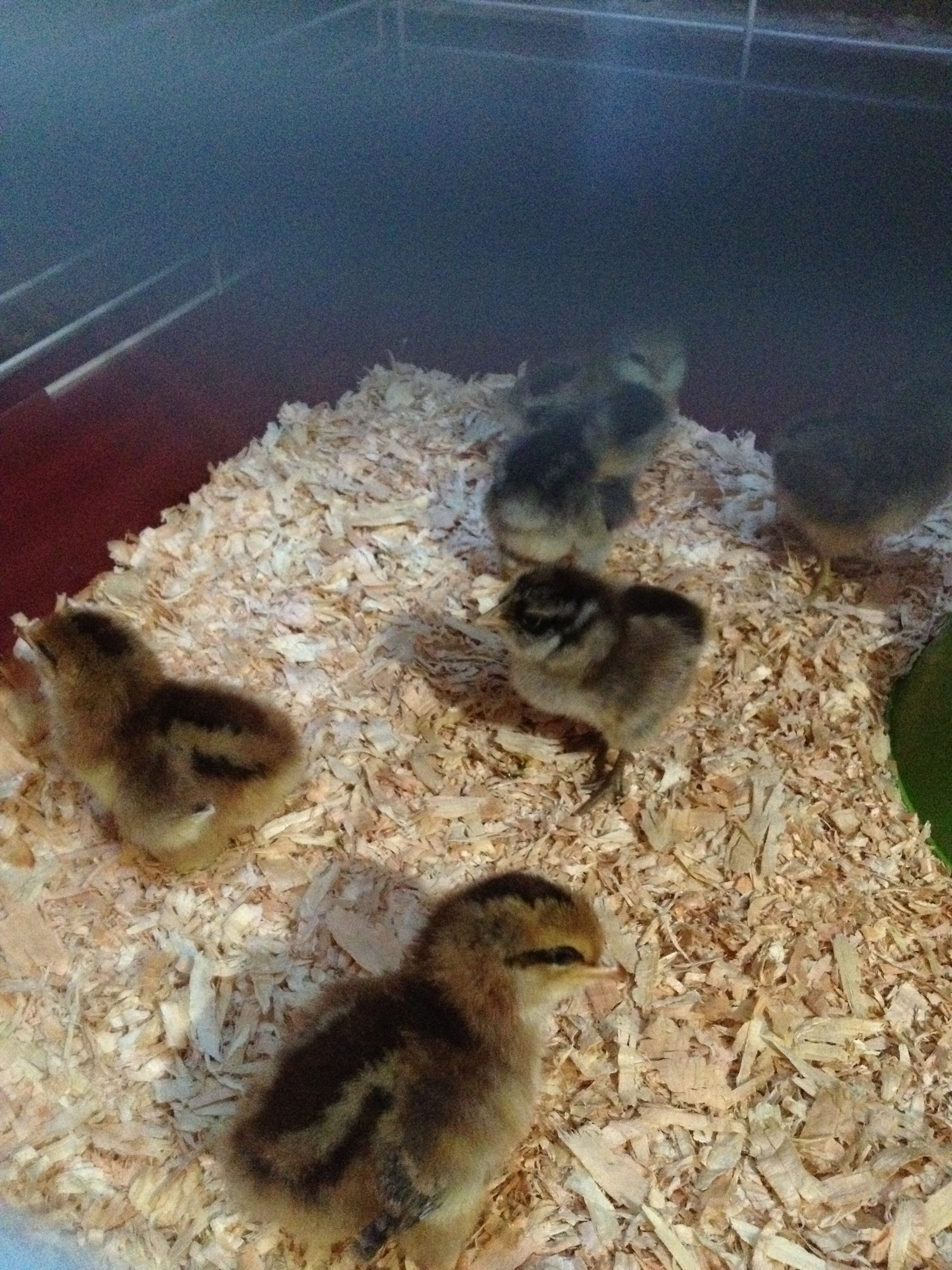 Some of my new babies
