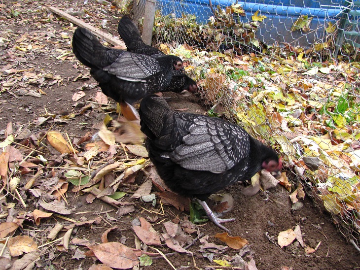 Some of my OEGB x Sebright pullets.