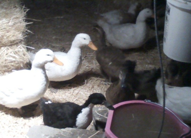 some of my pekins runner clear in the back with a couple rouens. black swedish in front