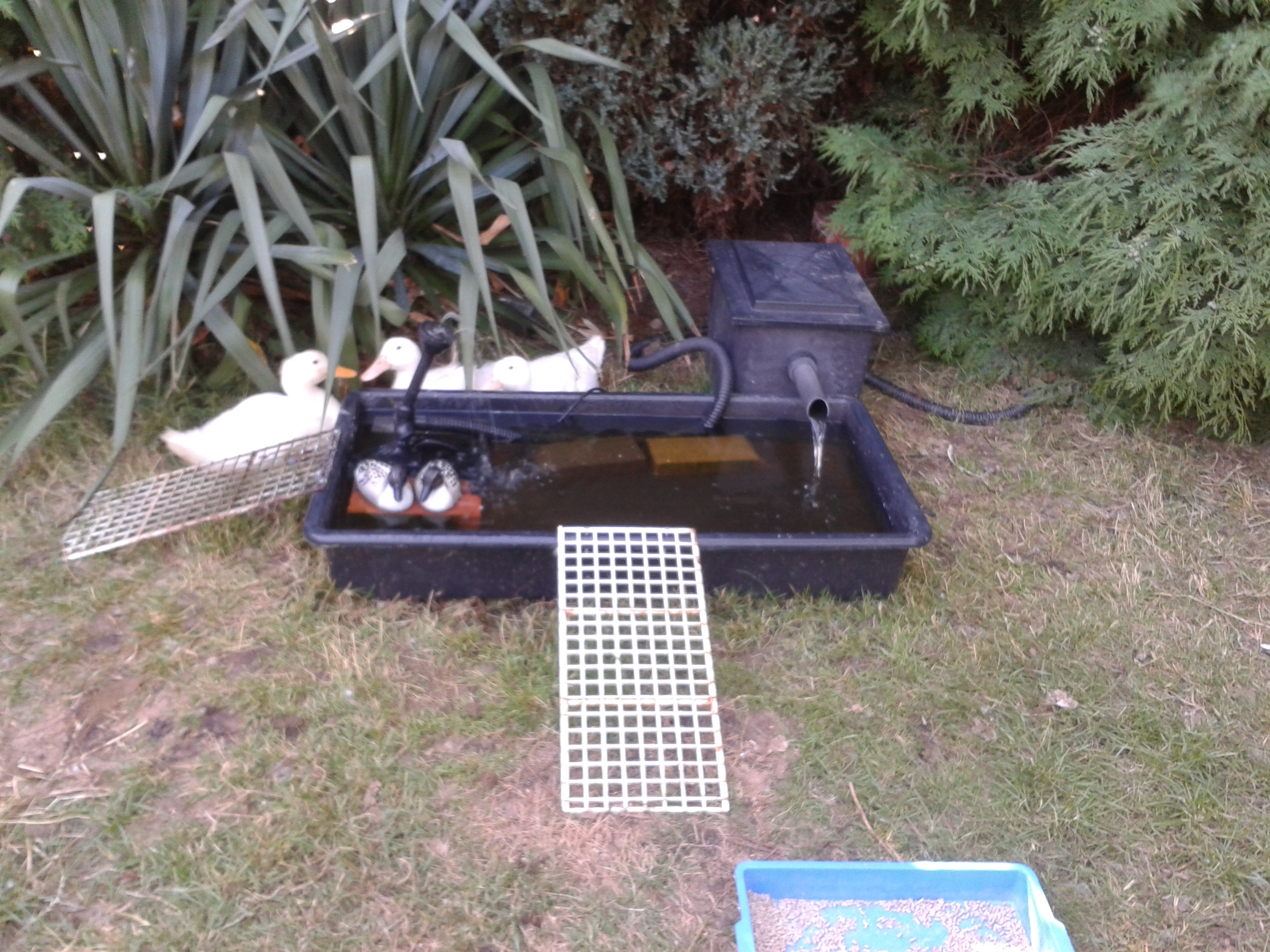 SOME OF MY POULTRY
