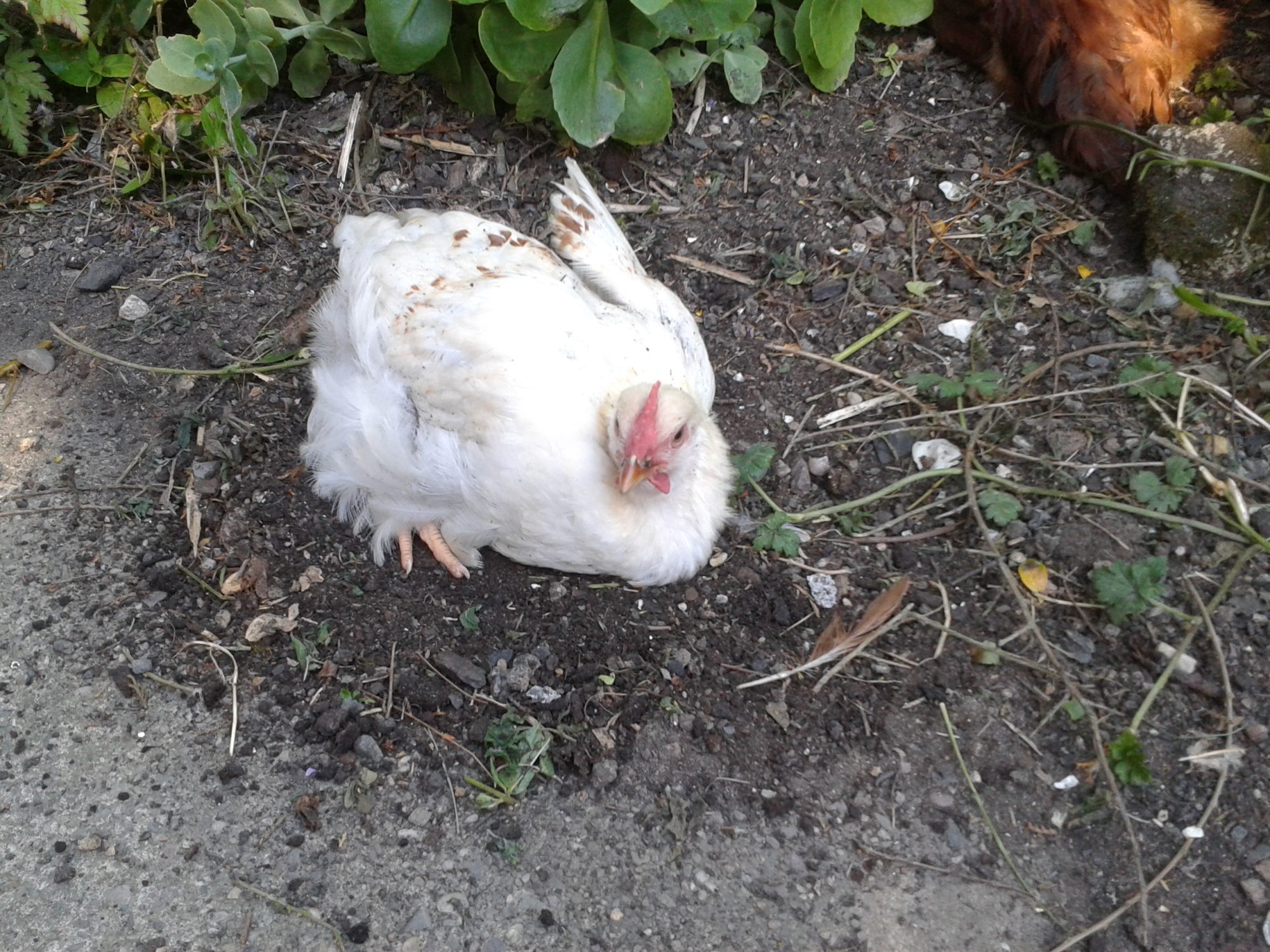 SOME OF MY POULTRY