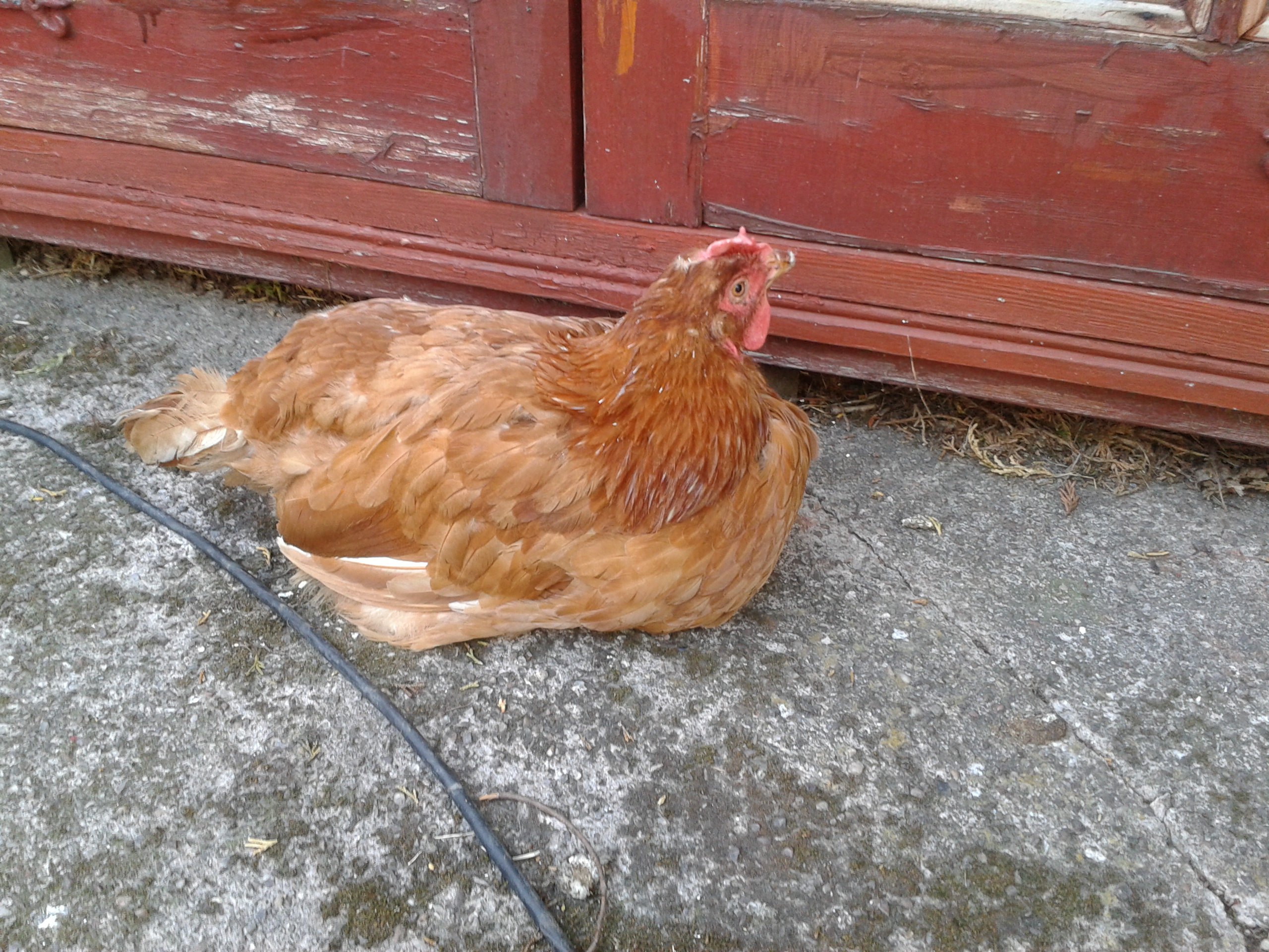 SOME OF MY POULTRY