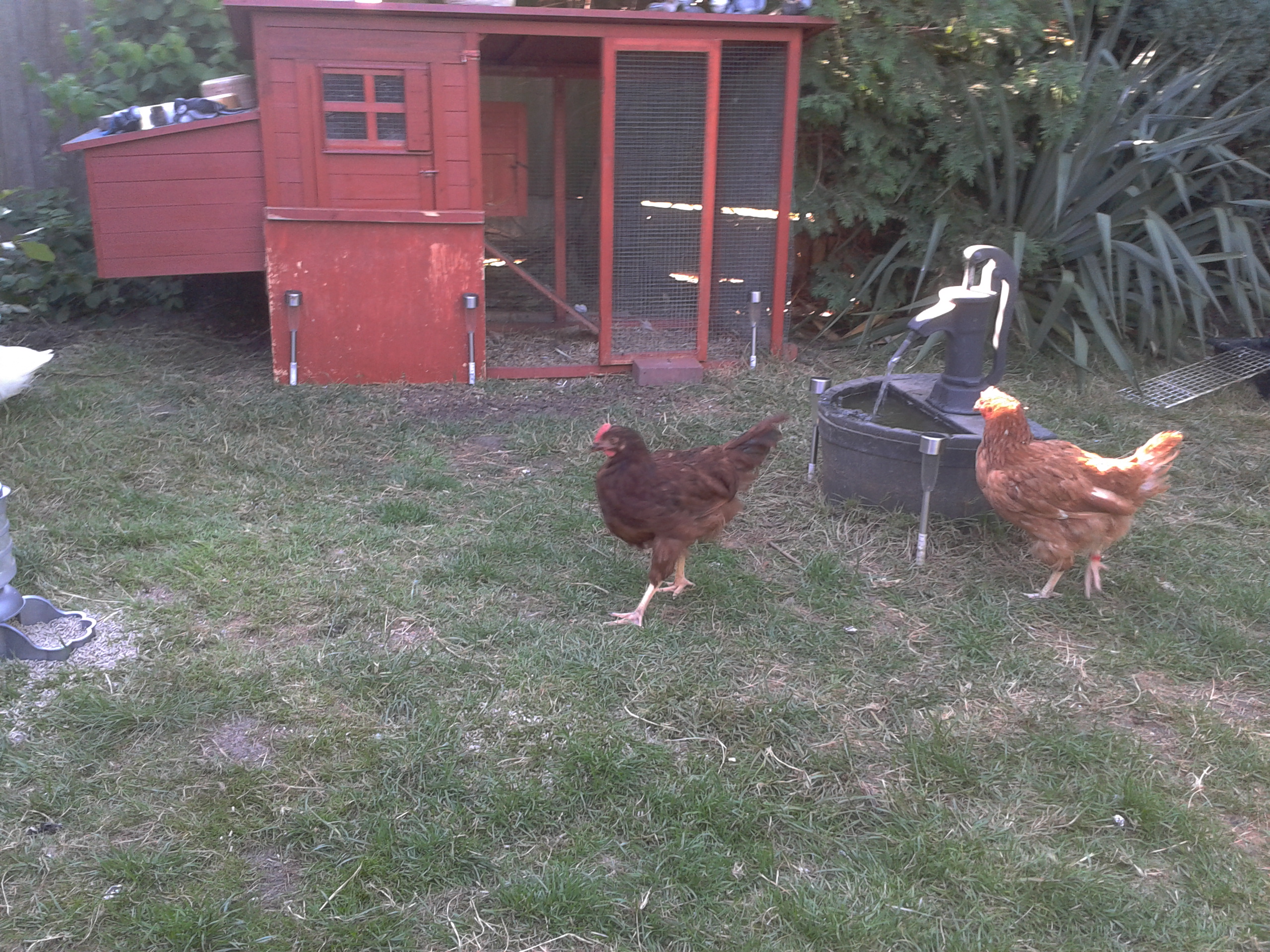 SOME OF MY POULTRY