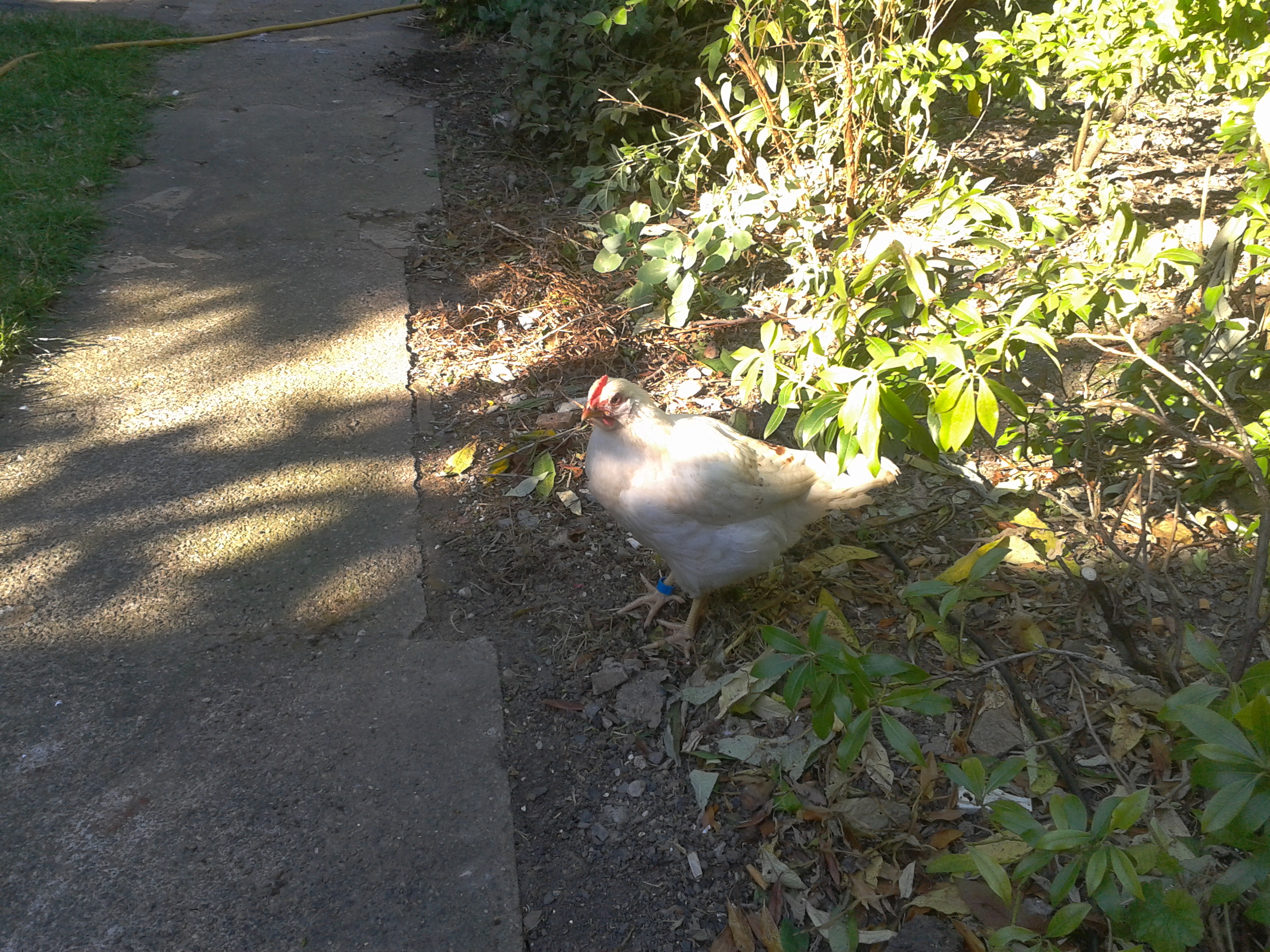 SOME OF MY POULTRY