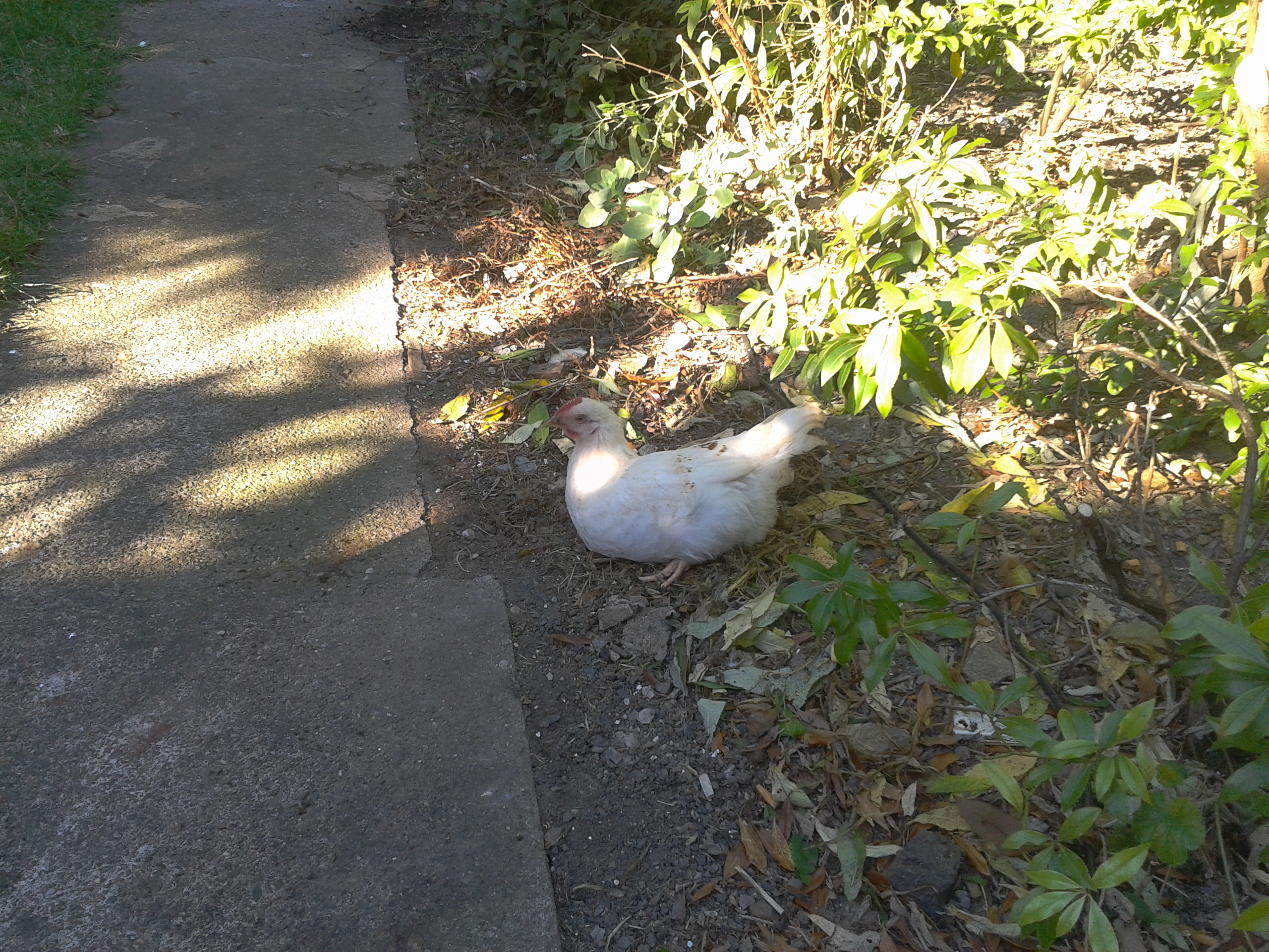 SOME OF MY POULTRY