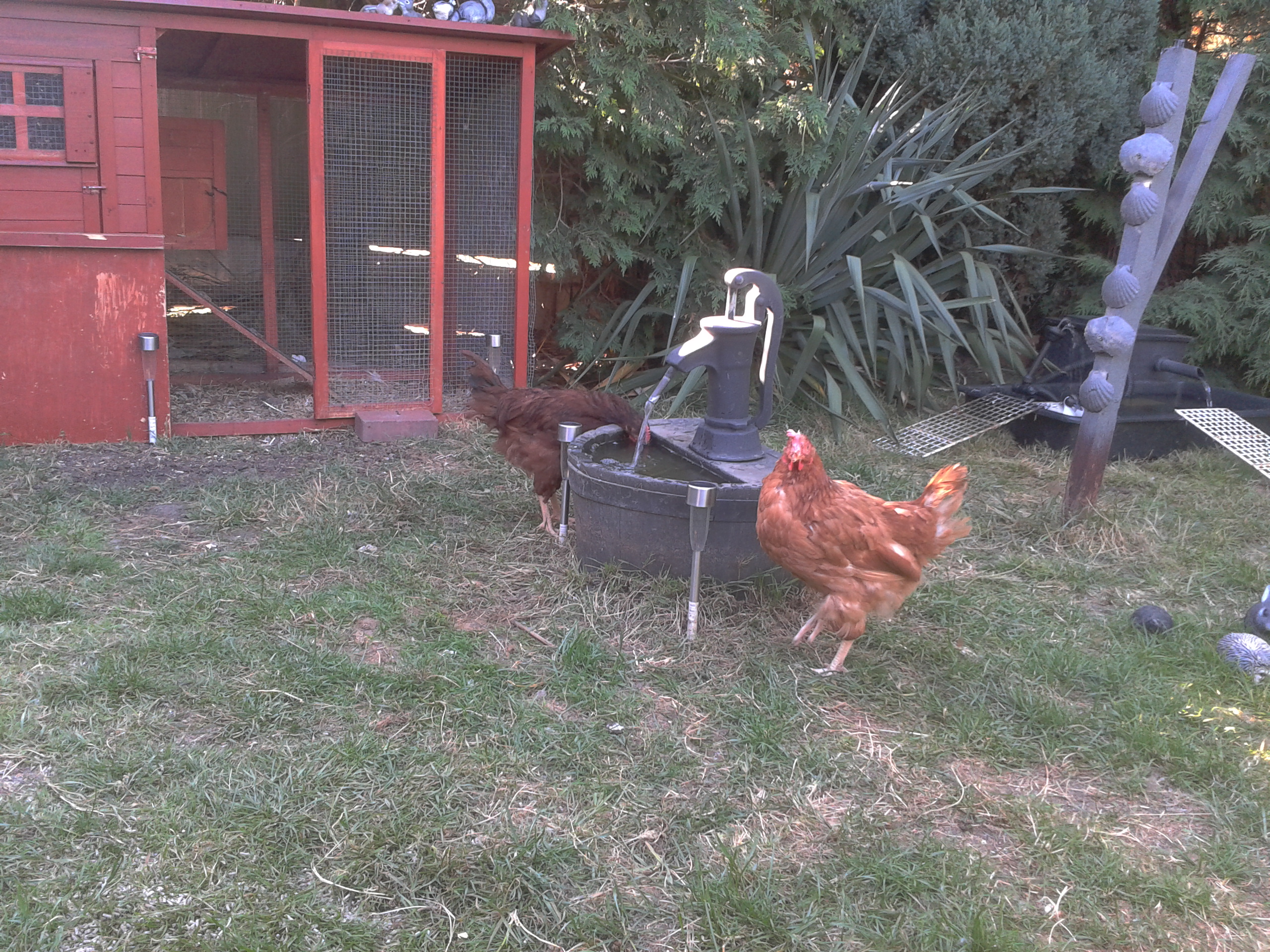 SOME OF MY POULTRY
