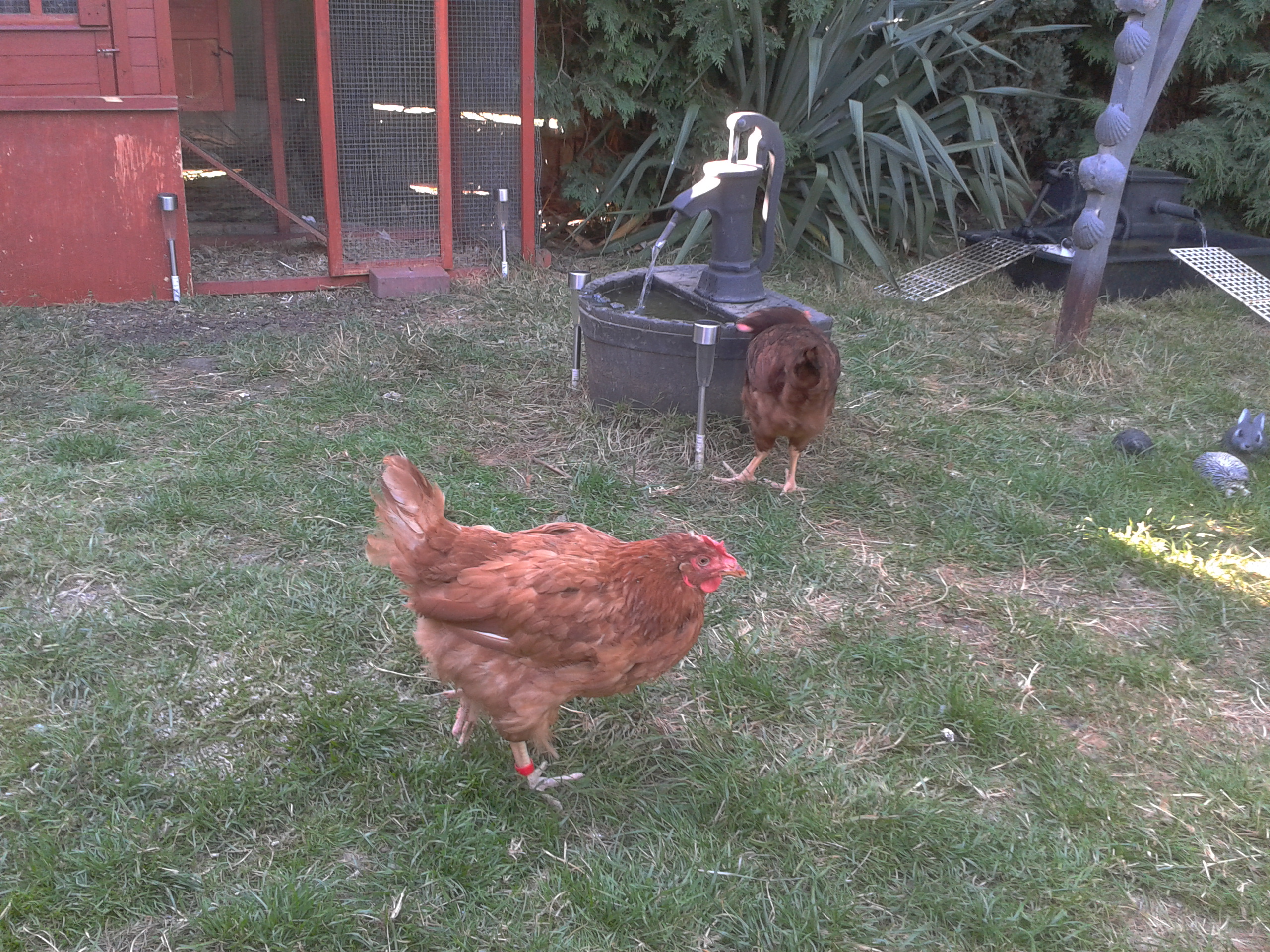 SOME OF MY POULTRY