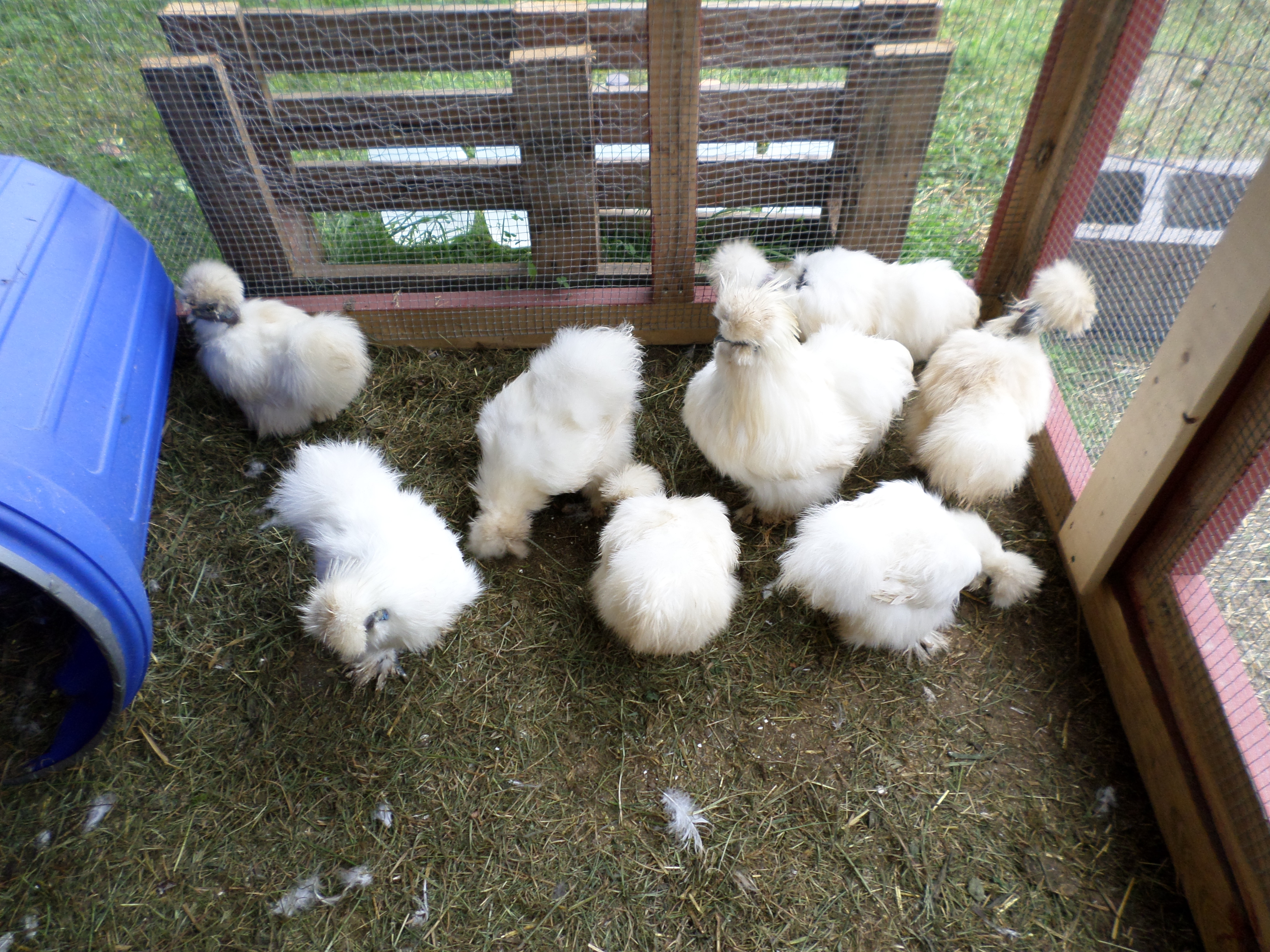 Some of my white Silkies and Showgirls