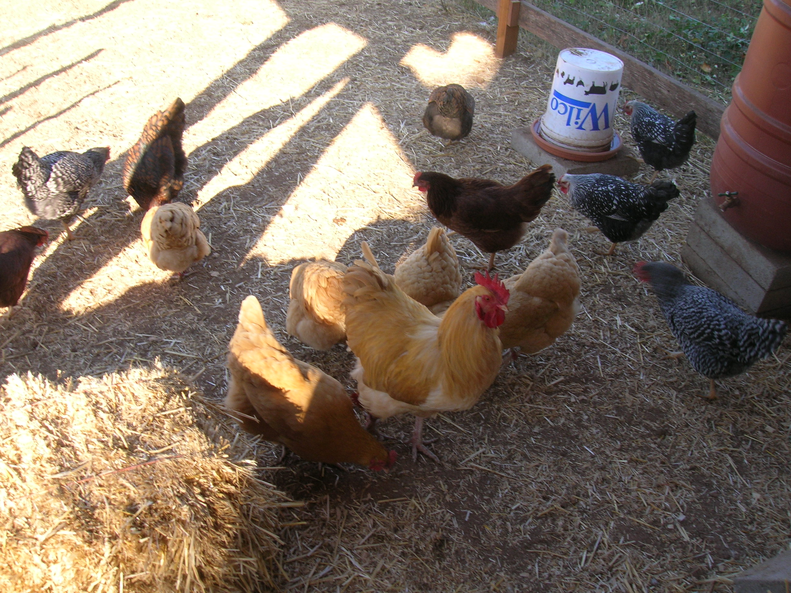 Some of our 18 birds, 8 BO, 2 GLW, 2 SLW, 2 BR, 2 RIR, 2 Americana - 1 BO roo - we call him Drumstick...