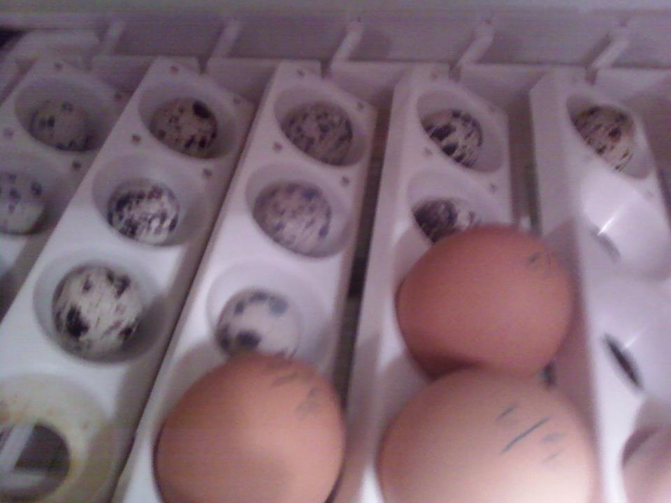 Some of our chicken eggs in the incubator