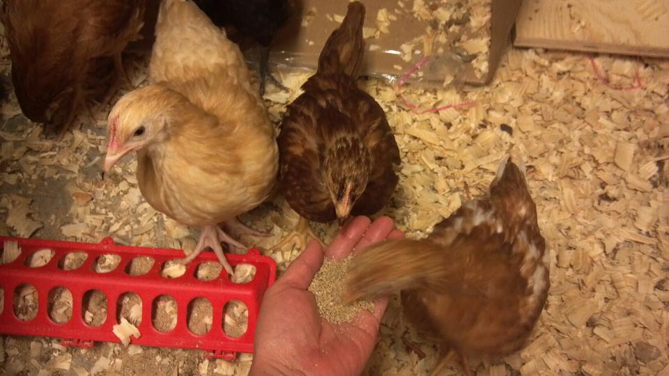 Some of our chickens eating from my wife's hand.