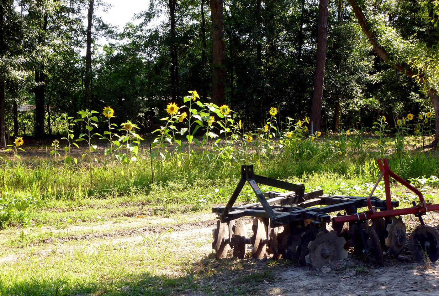 Some of our implements in front of our sunflowers that I grow for the birds.