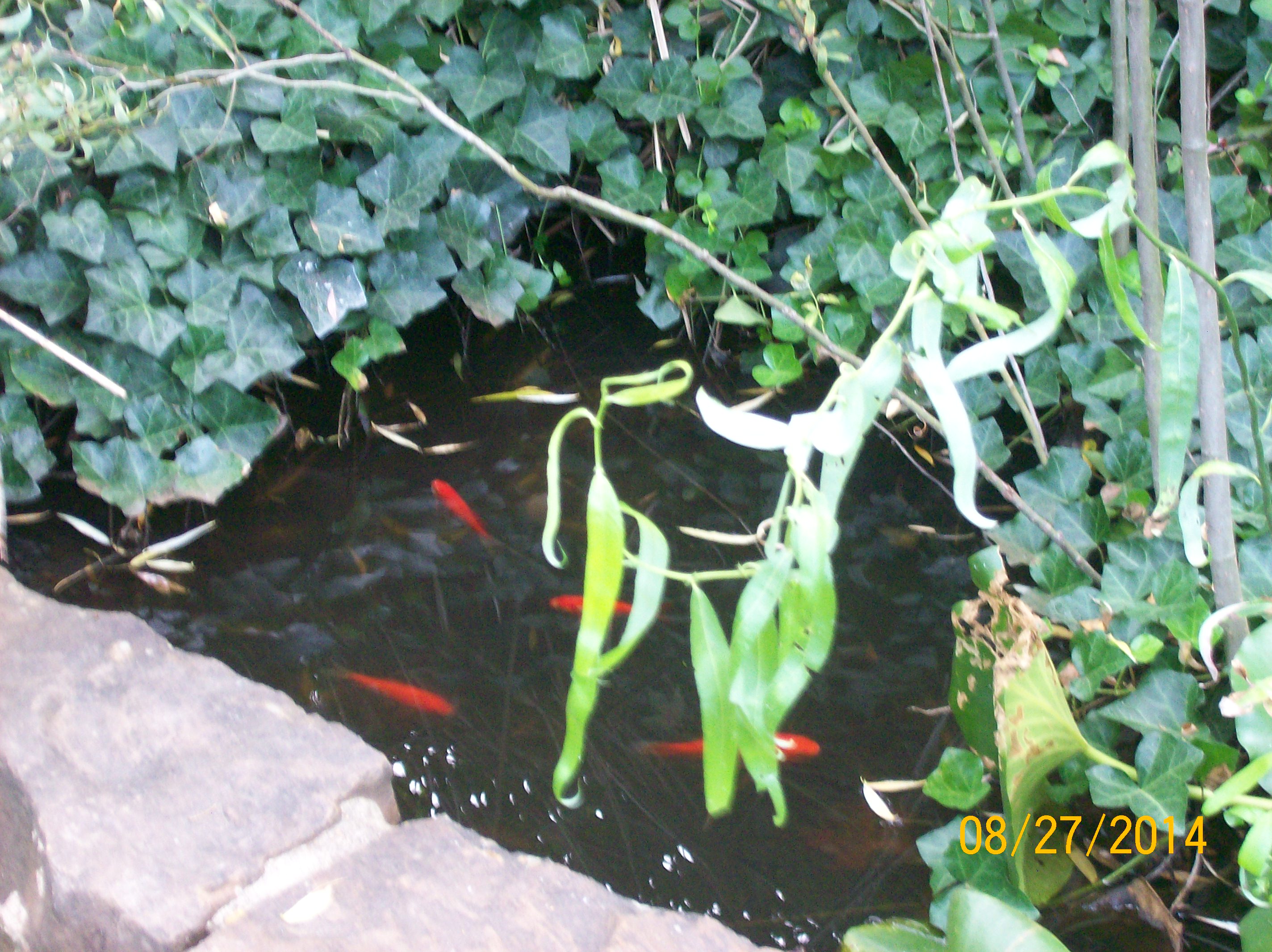 some of our koi