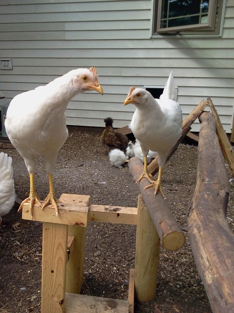 some of our leghorns. we have 6~ all hens