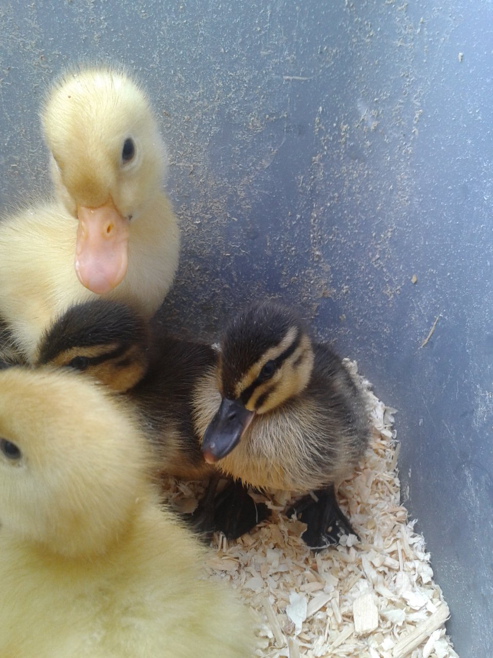 Some of our new ducklings. Pekins and Rouins