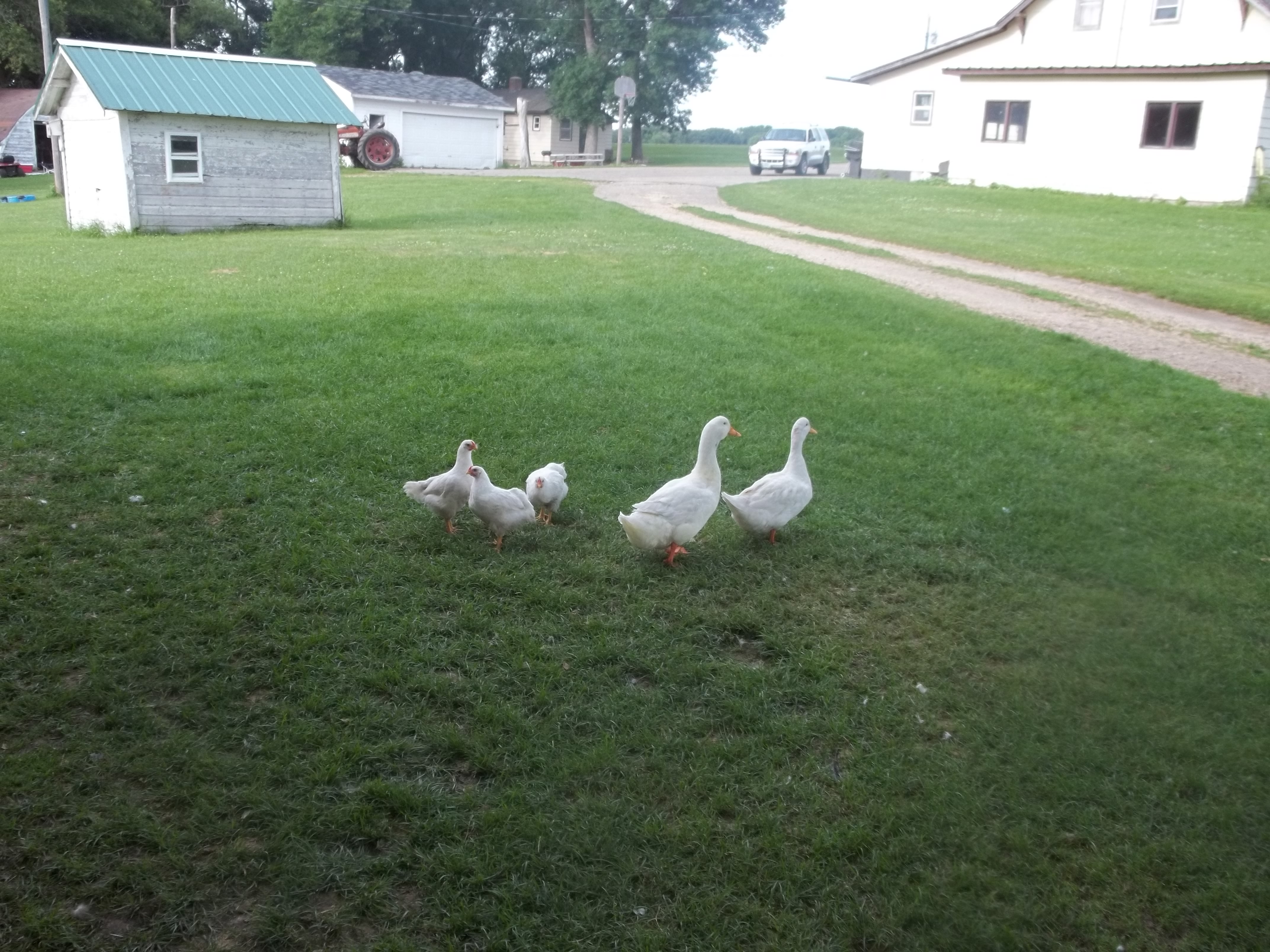 Some of our Pekin ducks