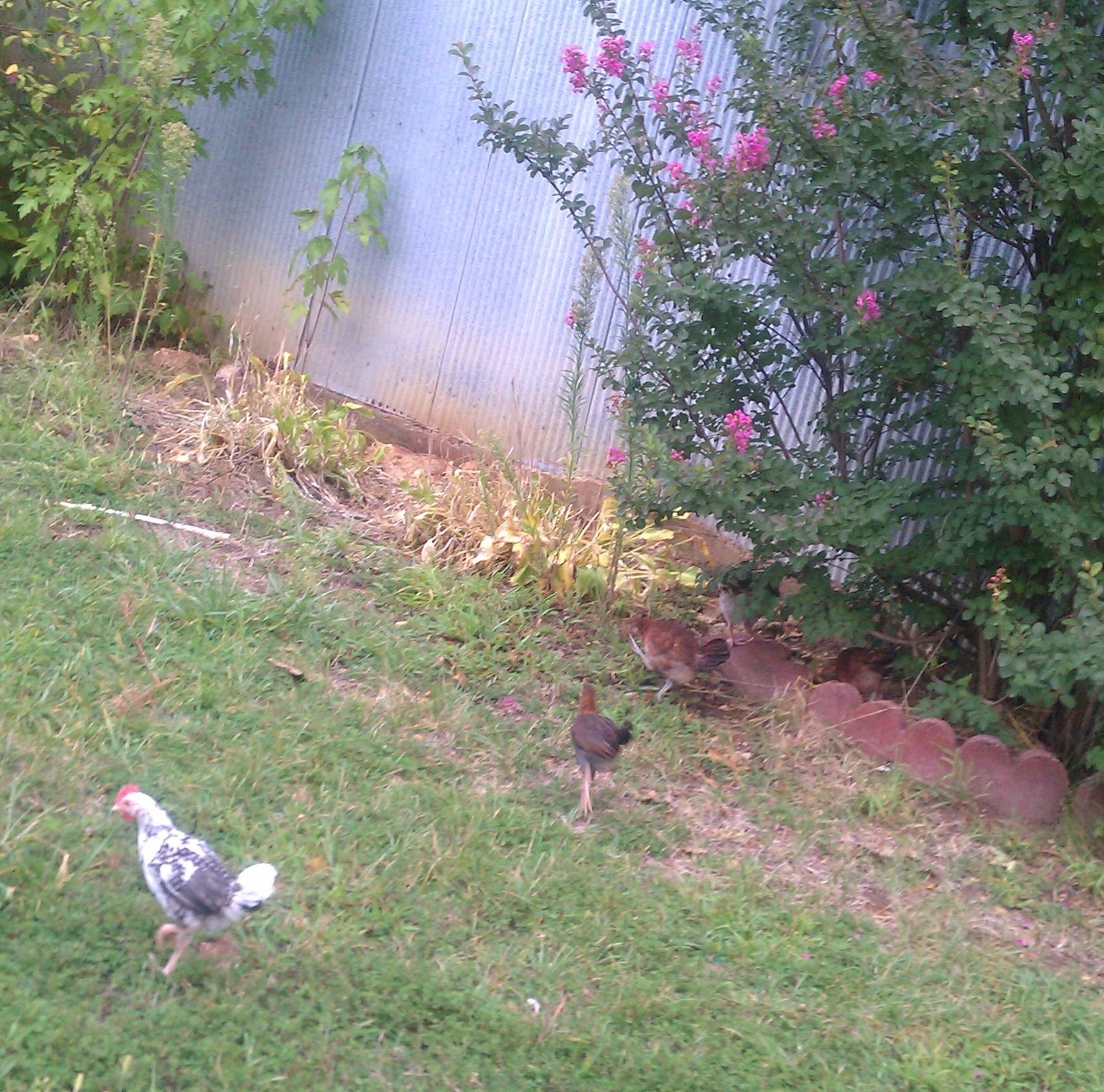 some of our sussex chicks