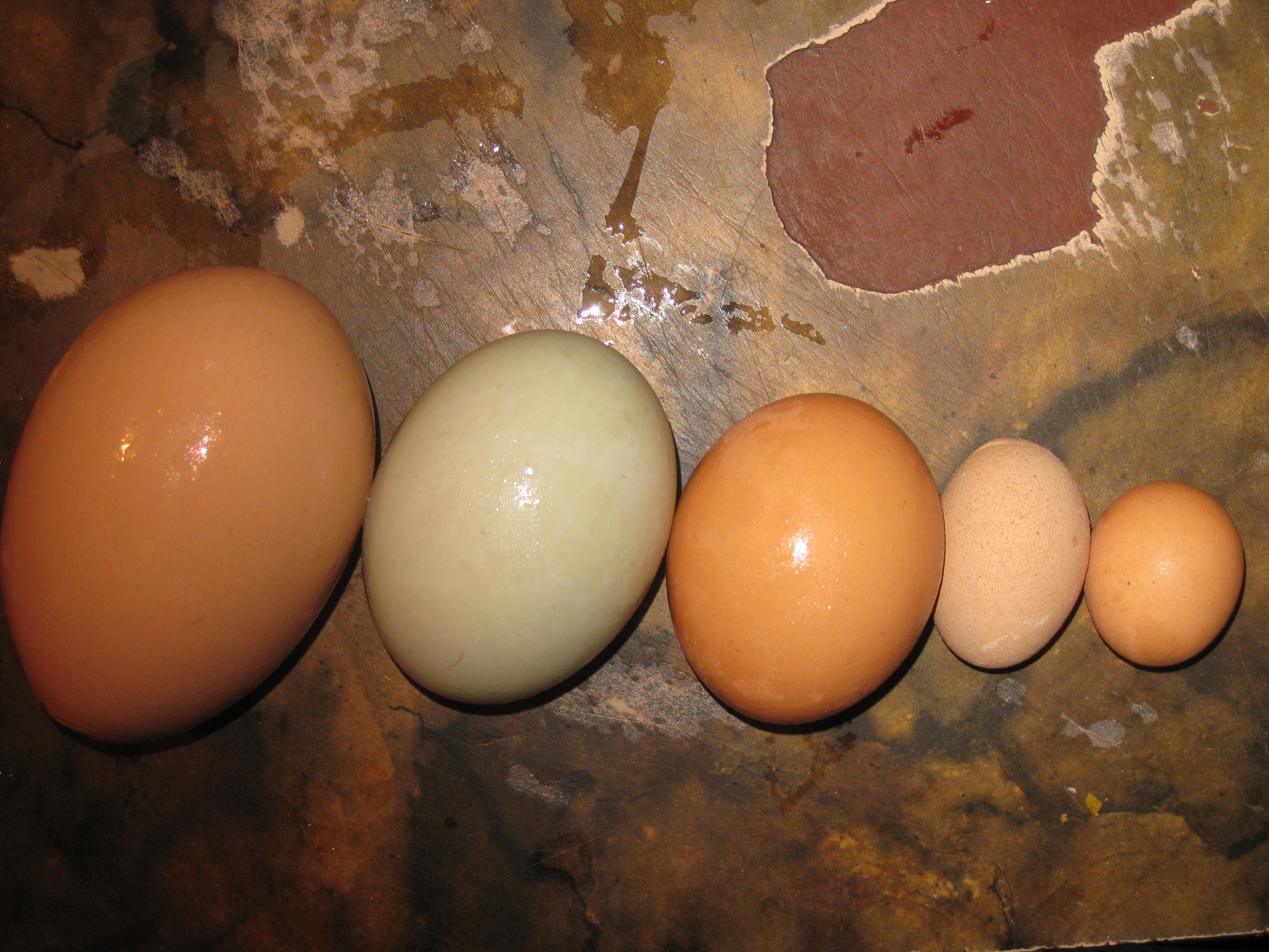 Some of our variety of eggs we collect.