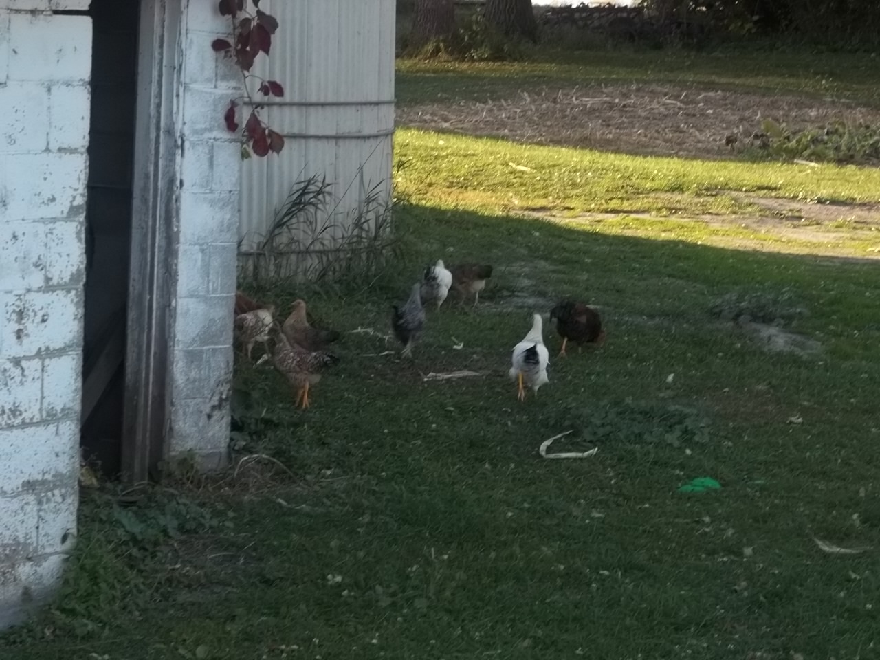 Some of the Bantoms