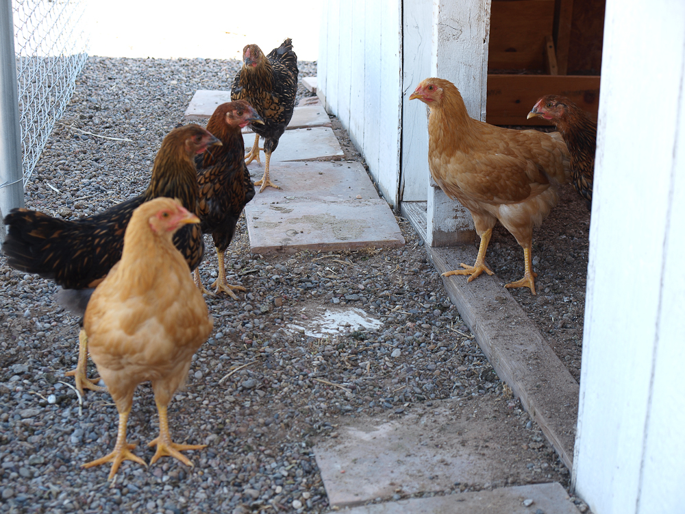 Some of the Buff Orpington and Golden Wyandotte pullets enjoying the shady side of the coop