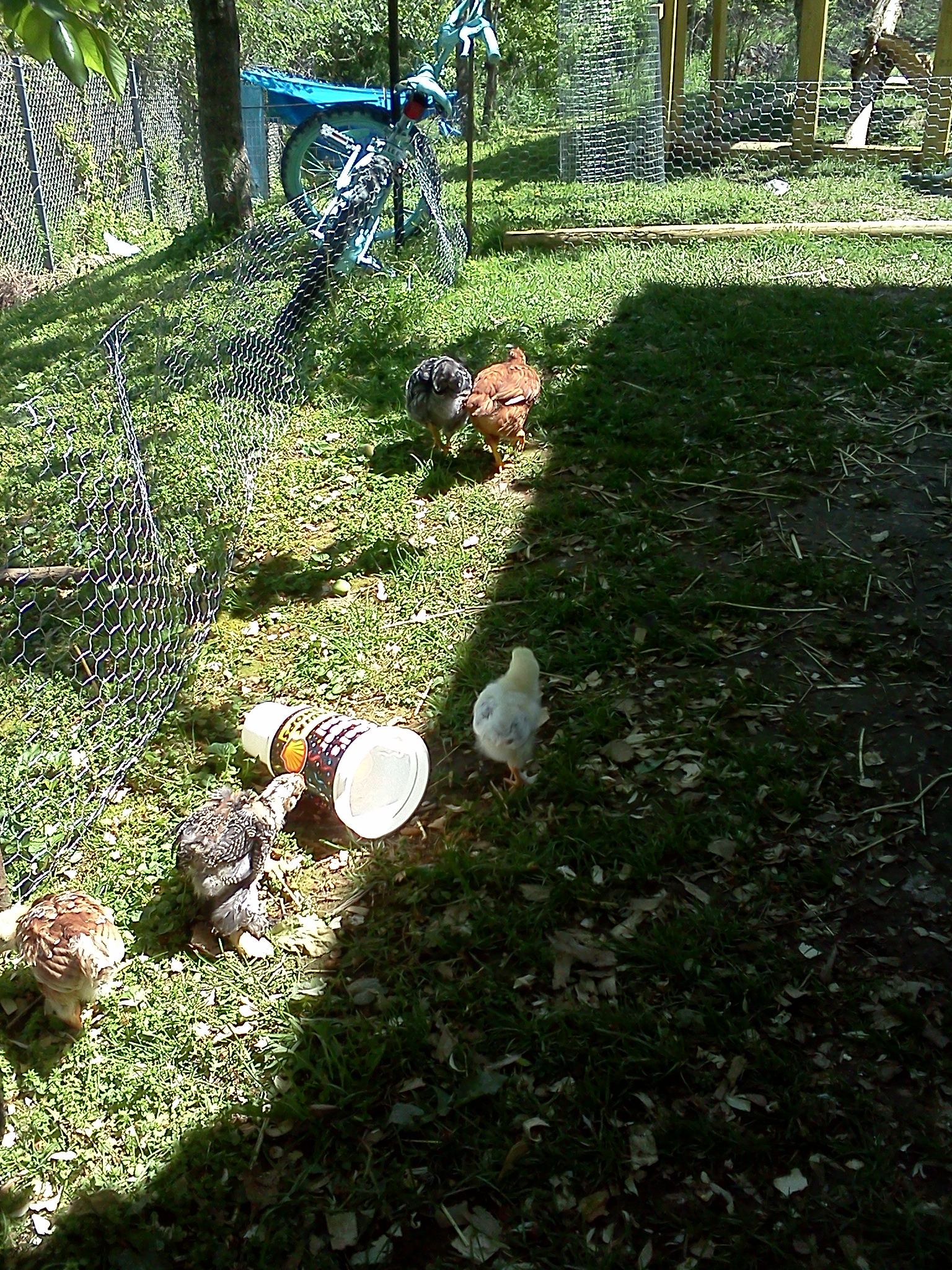 some of the chicks in the outdoor run.... they are fascinated with the bunnies feed cup... lol