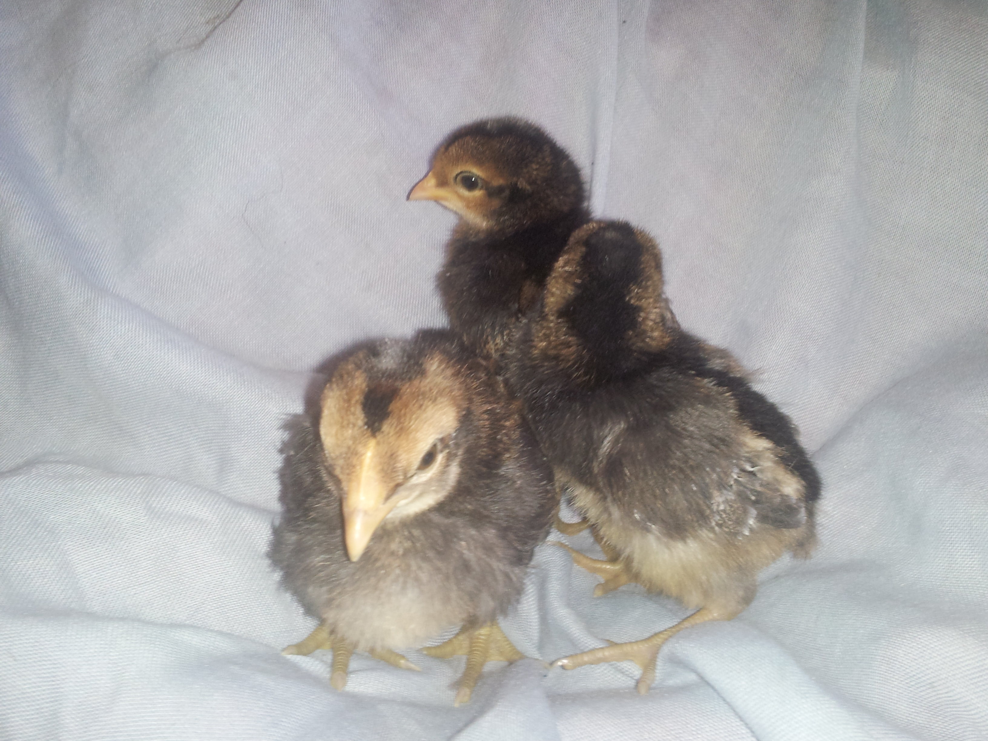 some of the chicks