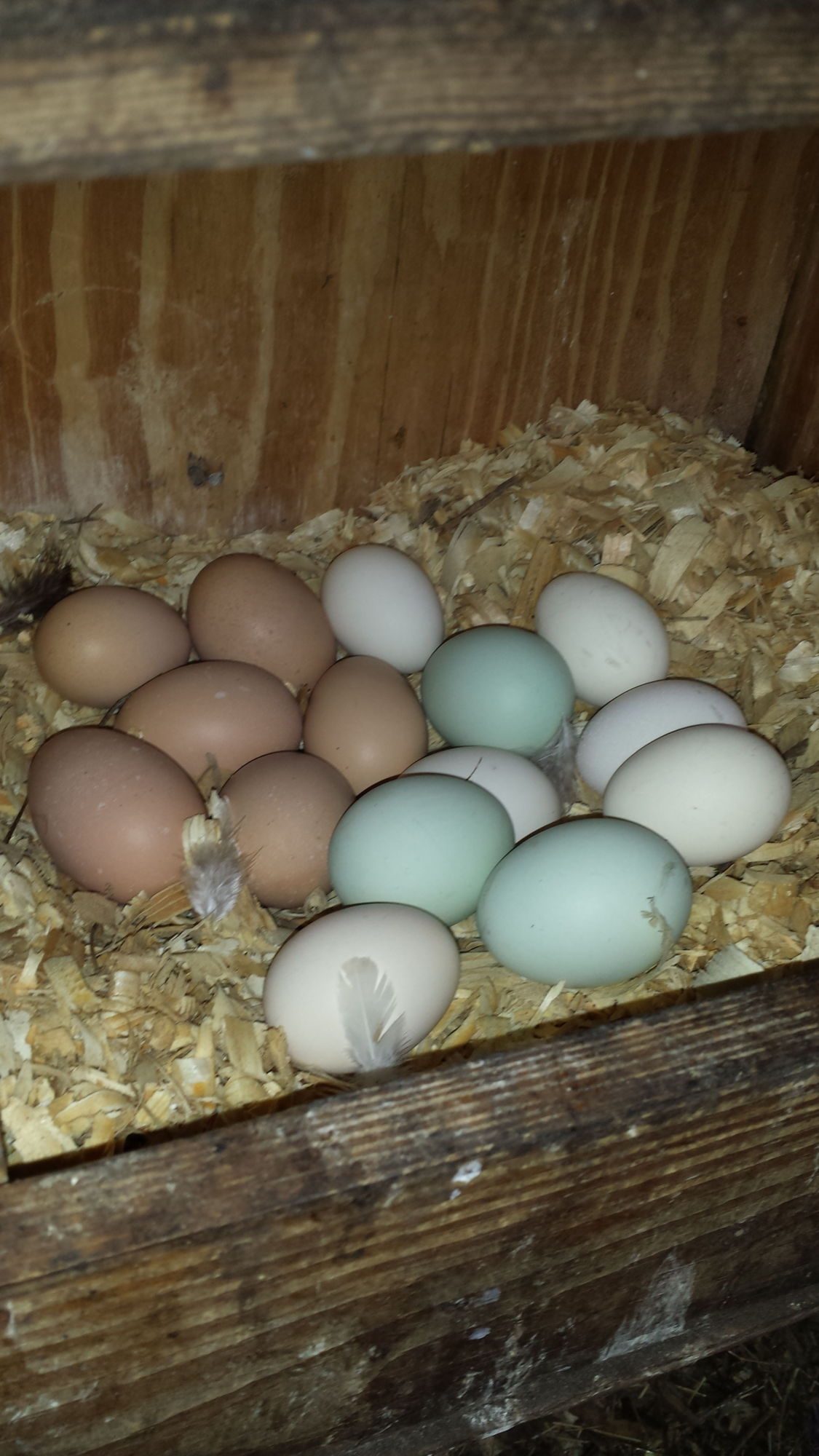 Some of the eggs