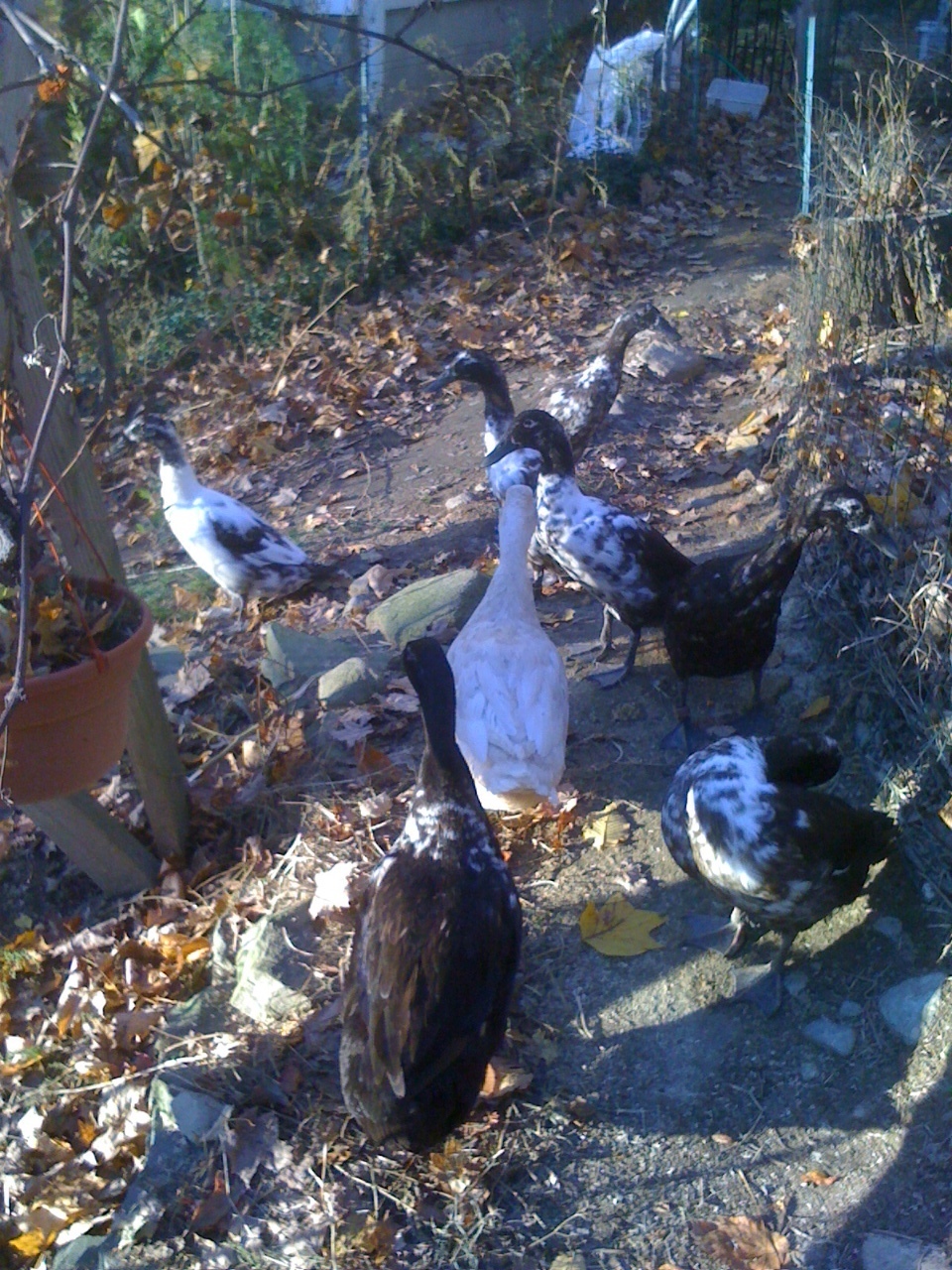 Some of the flock, 10/2012