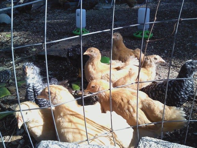 Some of the Flock 5.1.12