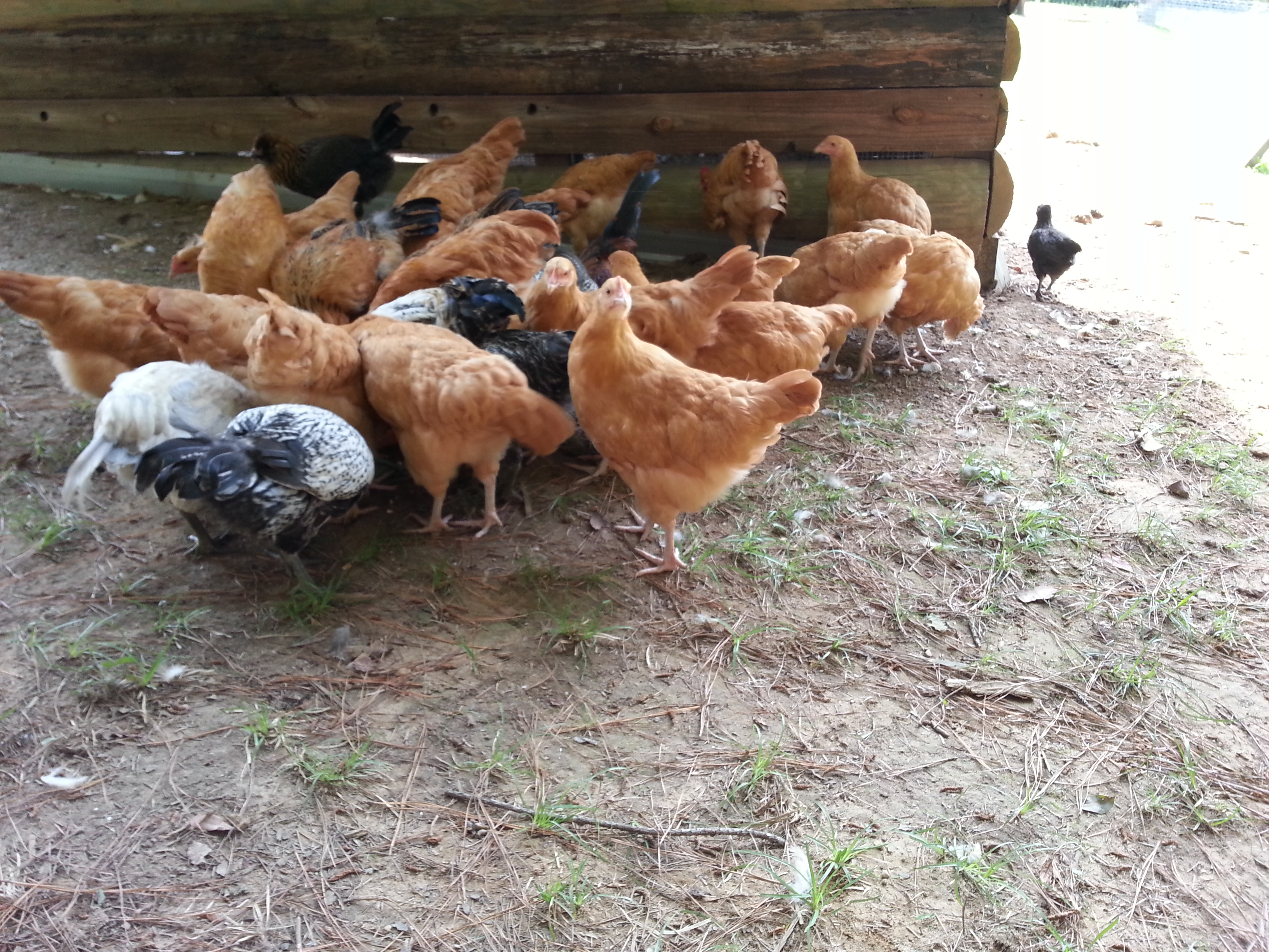 Some of the flock enjoying a handful of mealworms