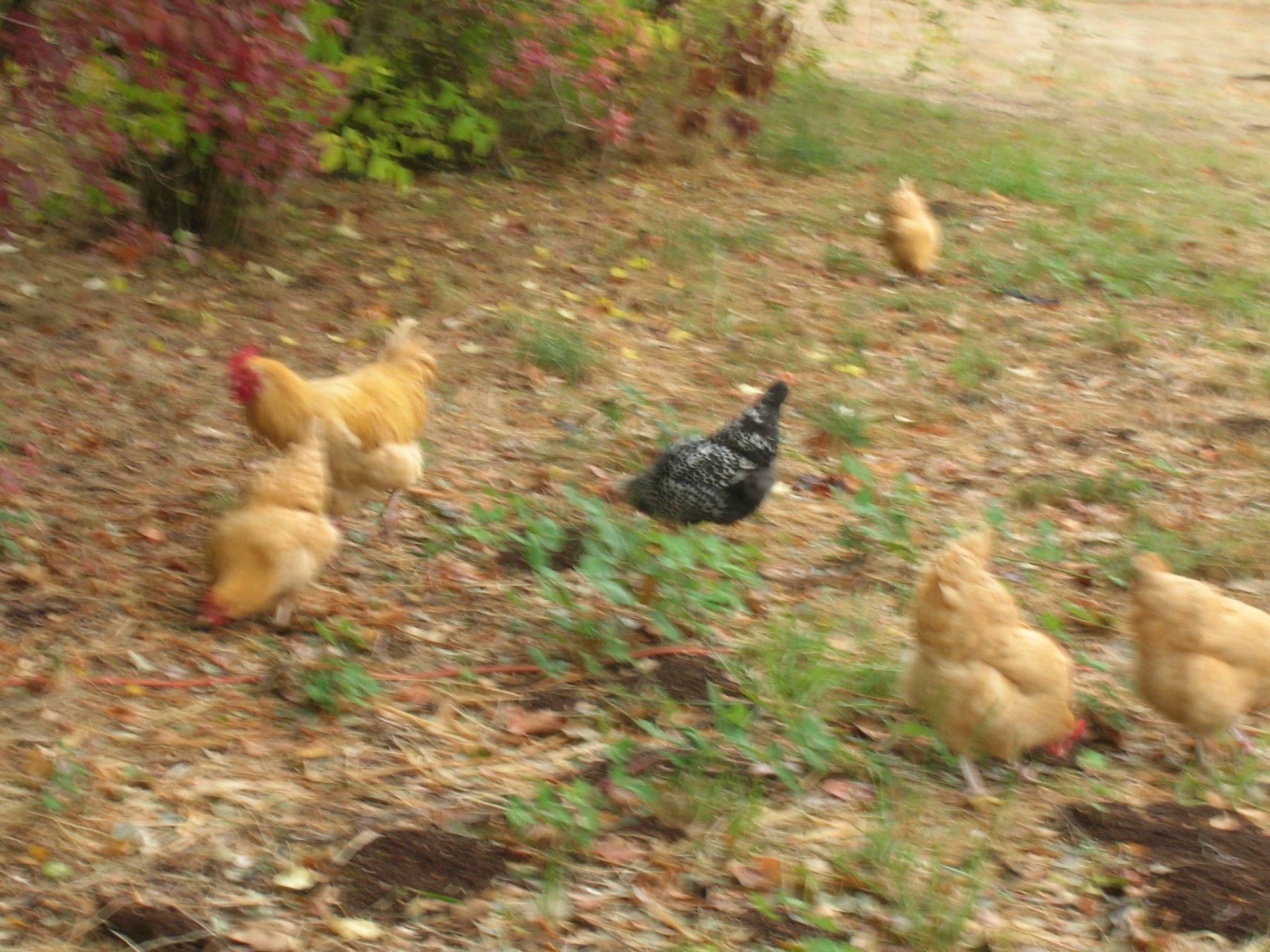 Some of the flock outside the run