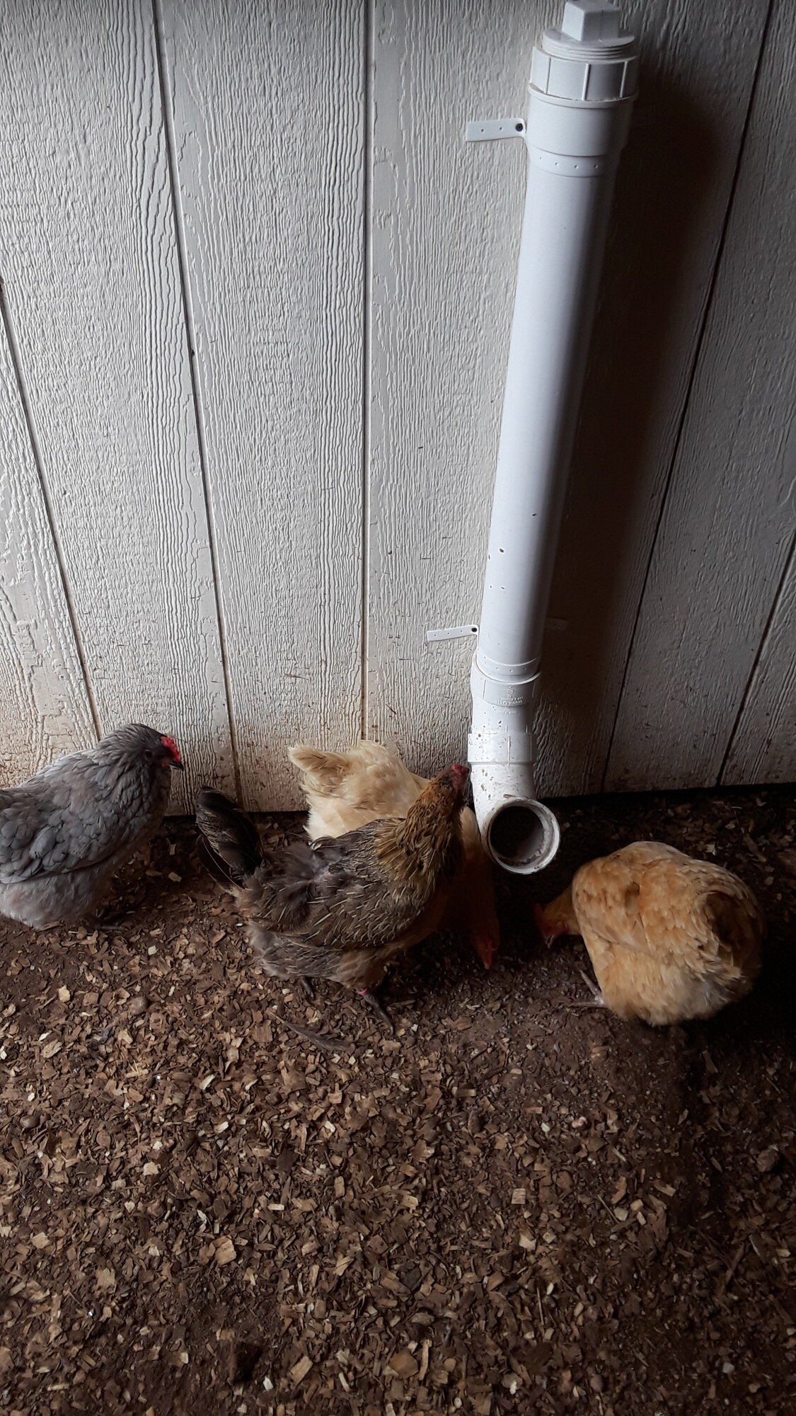 some of the flock