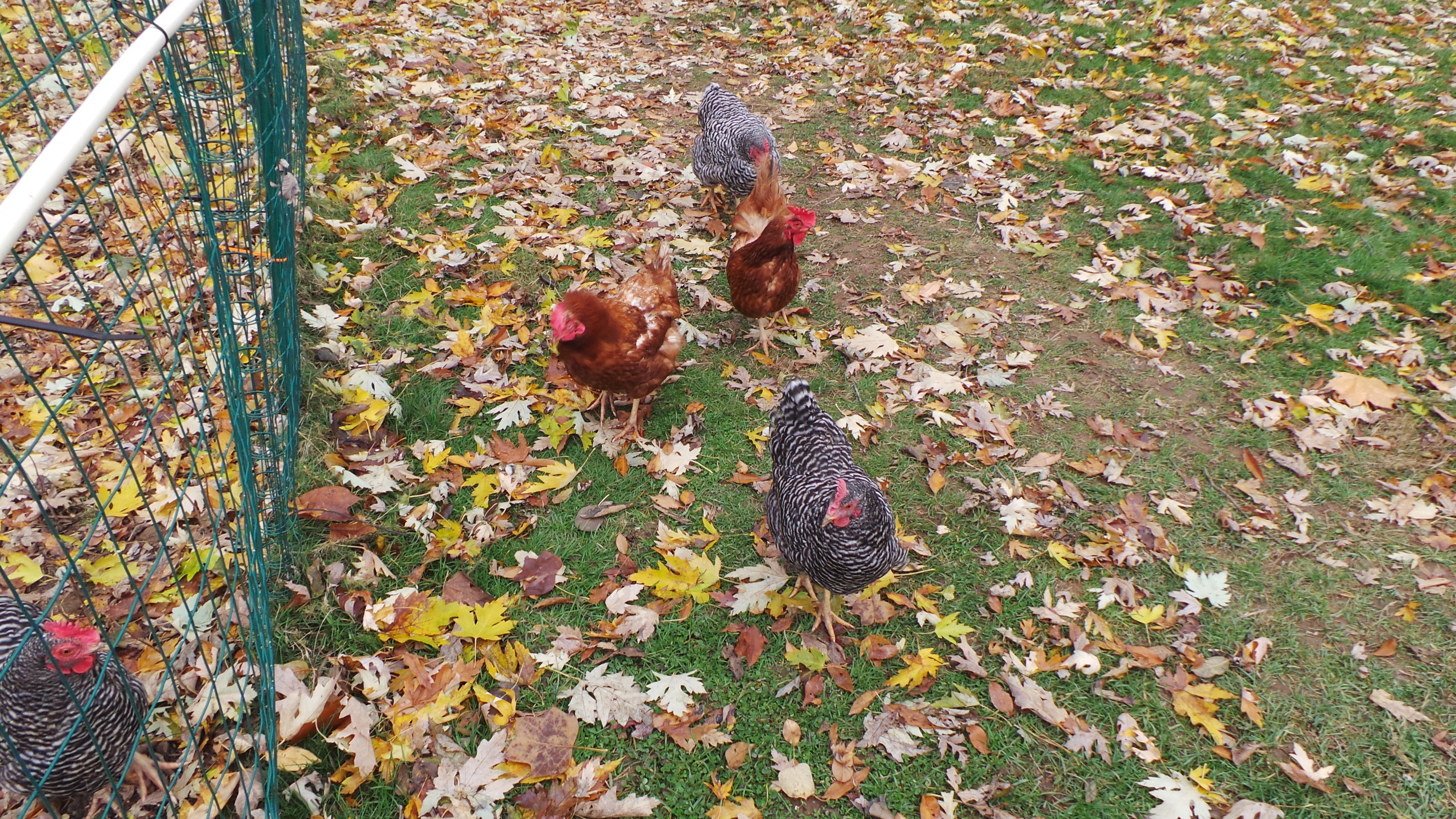 Some of the gang just hangin out.