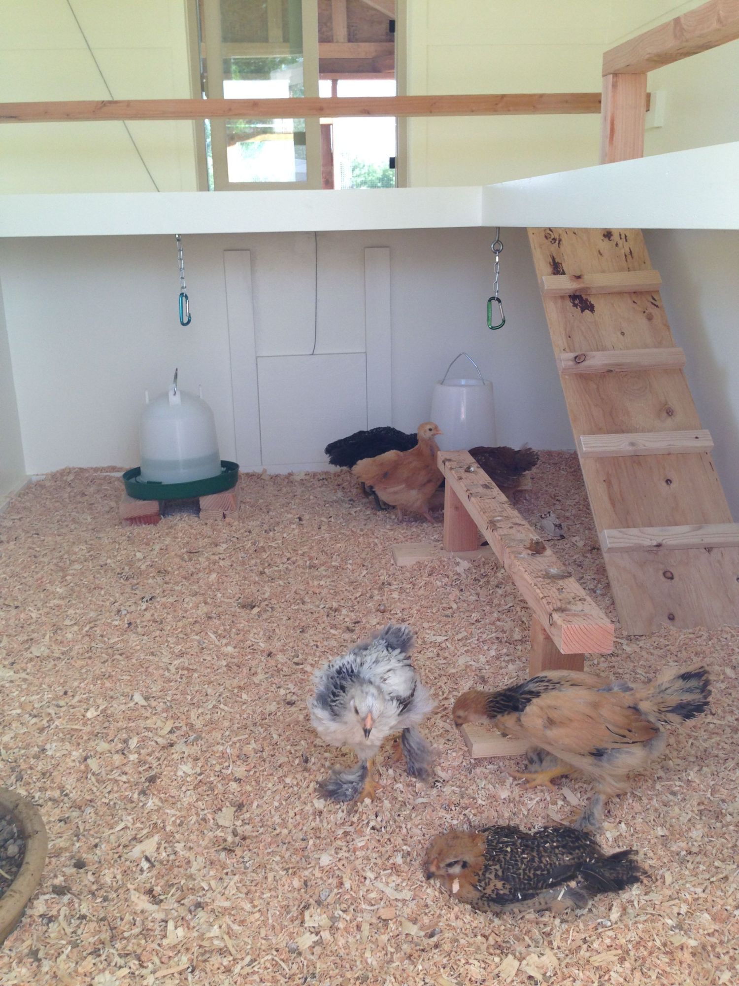 Some of the girls are still a little timid and won't get up on top roosts, so we have a temporary one set up until they are comfortable with the higher ones.