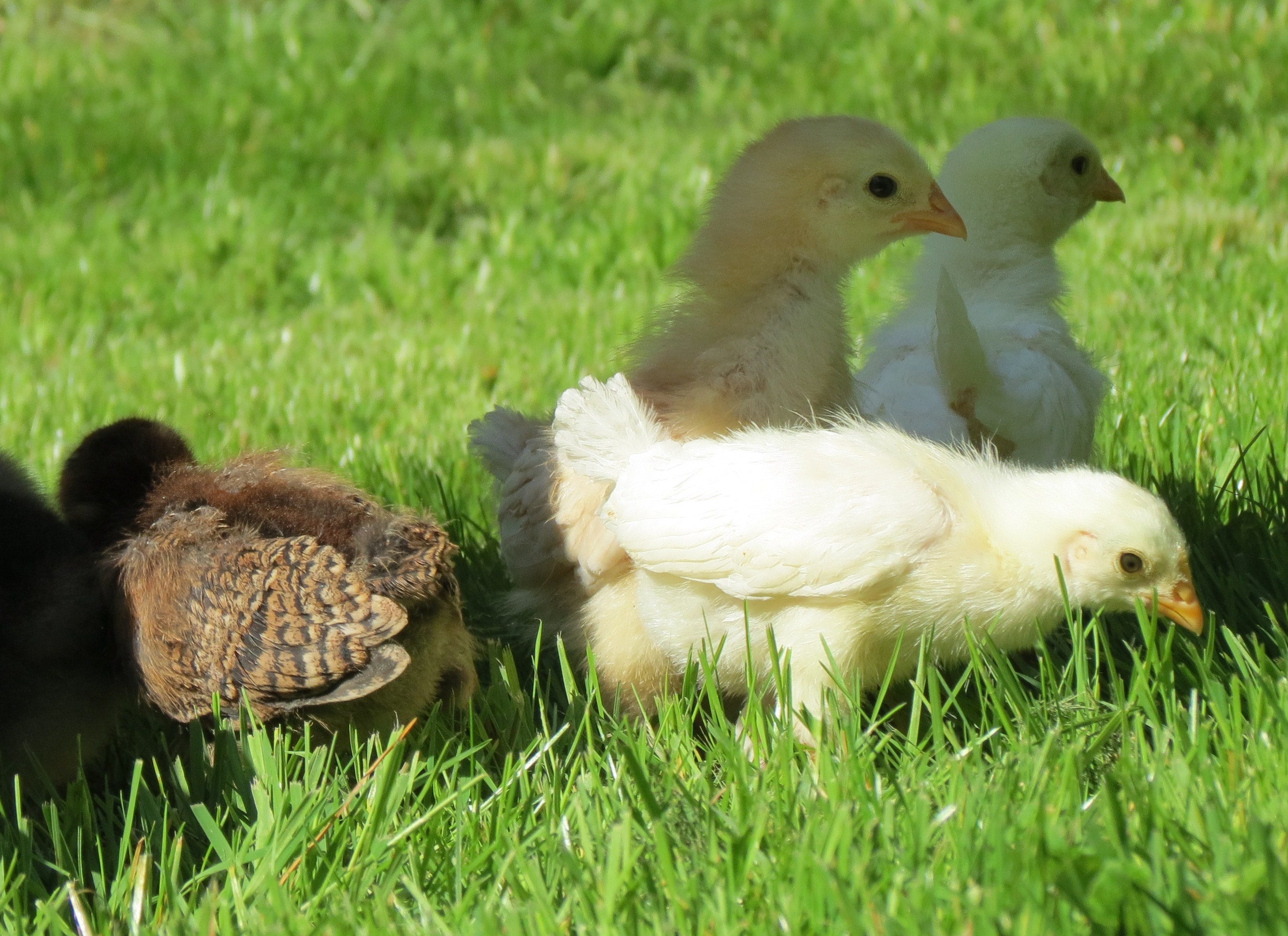 Some of the girls at 2 weeks - Pocohontas (Easter Egger), Lorraine and Lucy (White Leghorns), and Nala (my mystery chick).